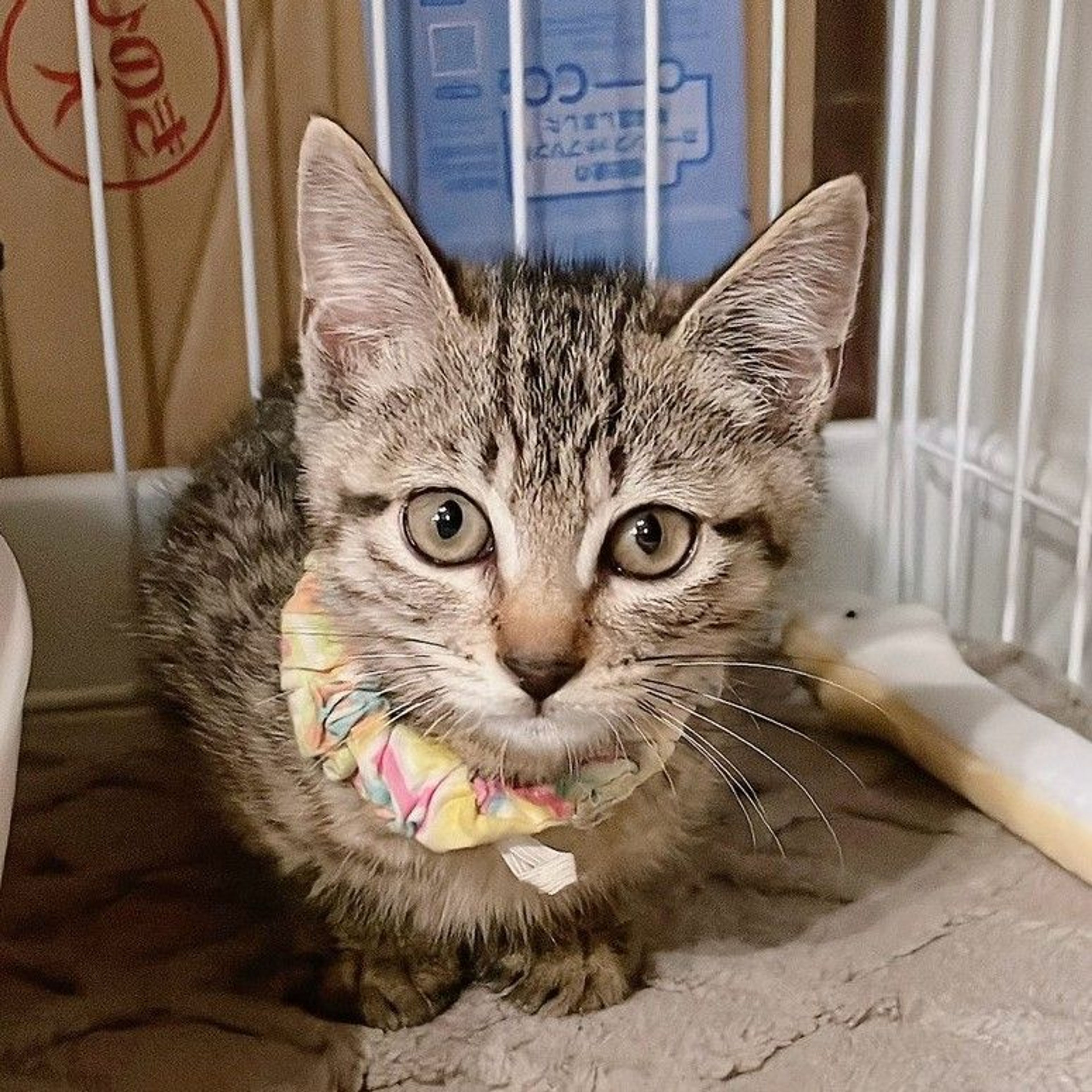 雑種（ミックス猫）・メスの里親募集の写真
