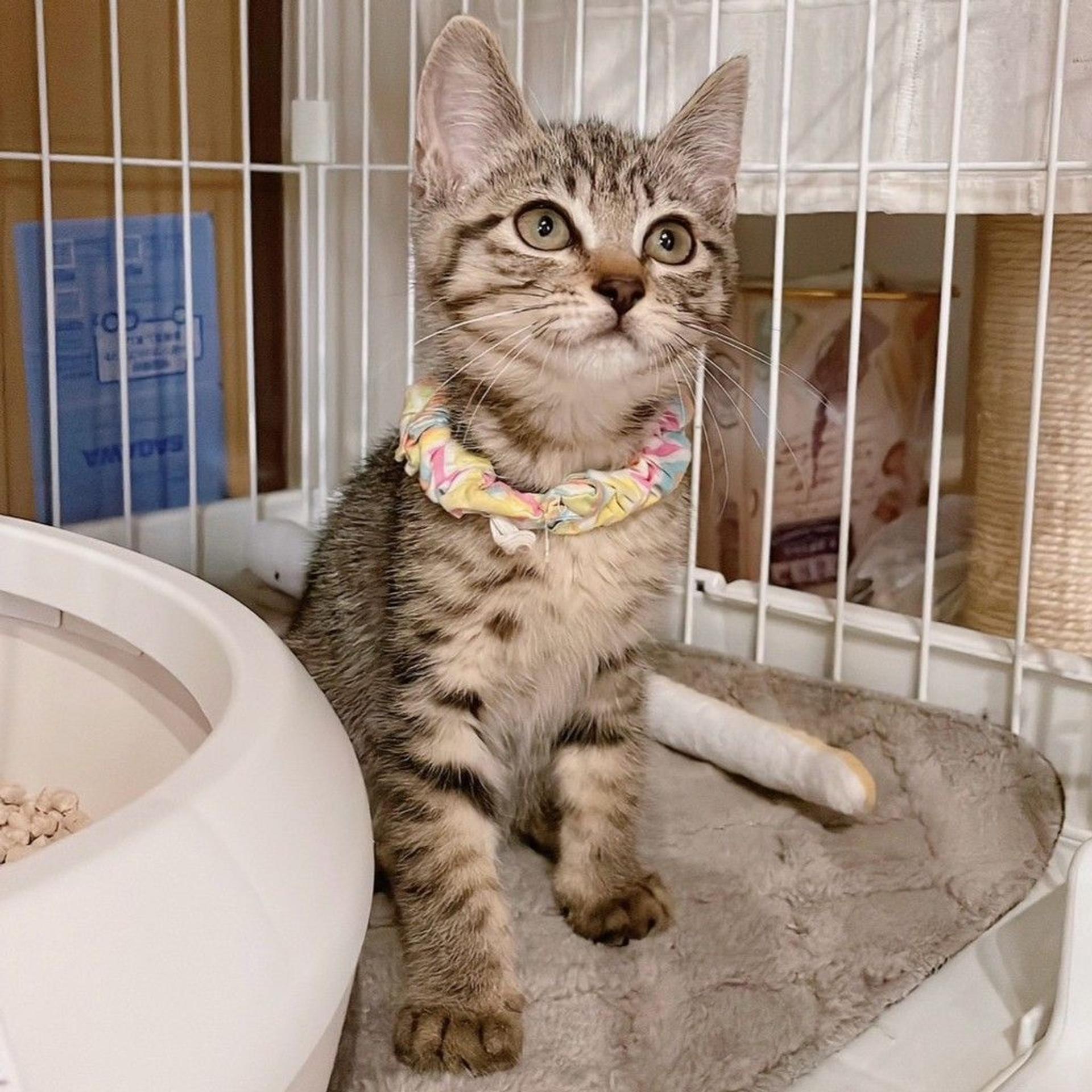 pet-image-3