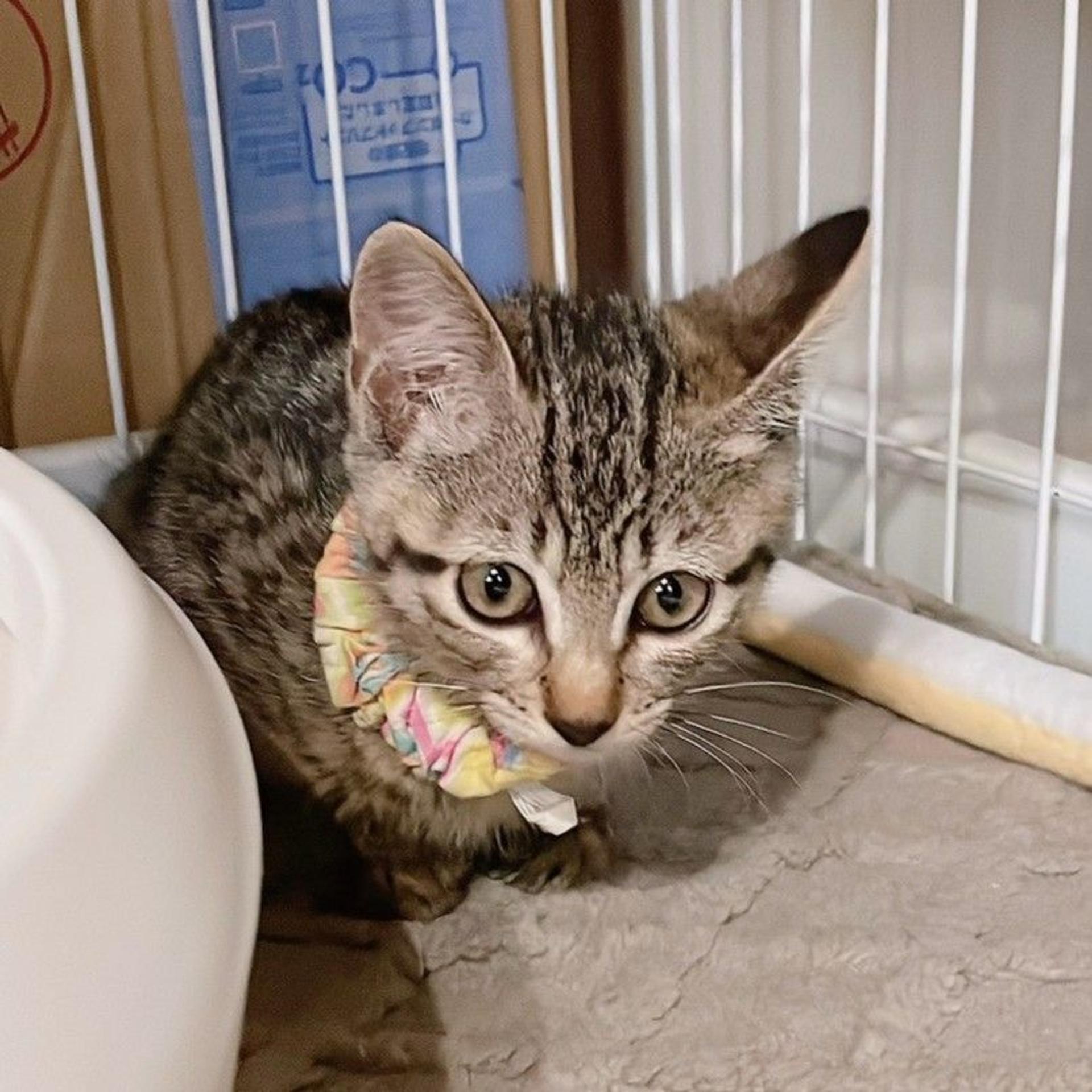 pet-image-4