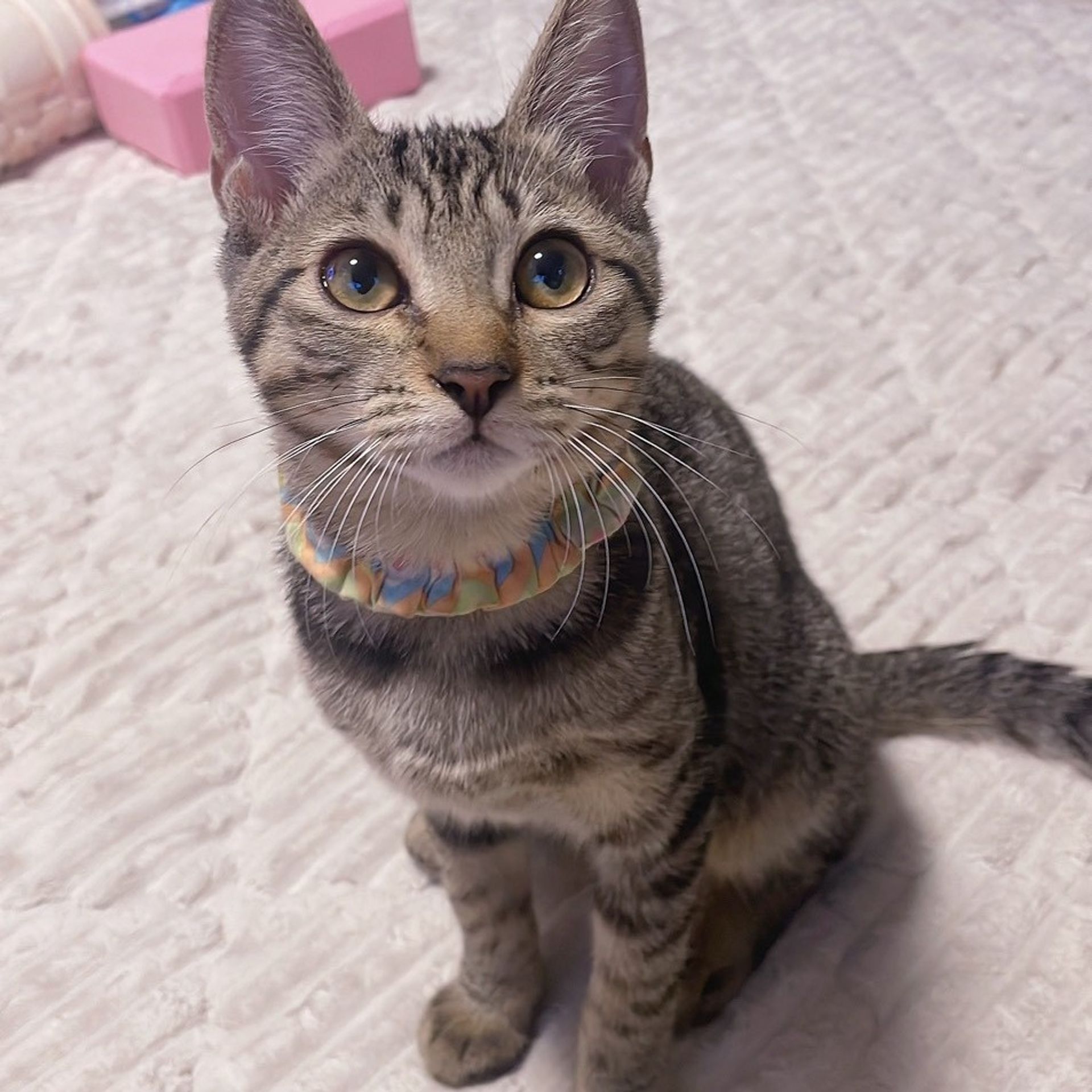 雑種（ミックス猫）・メスの里親募集の写真