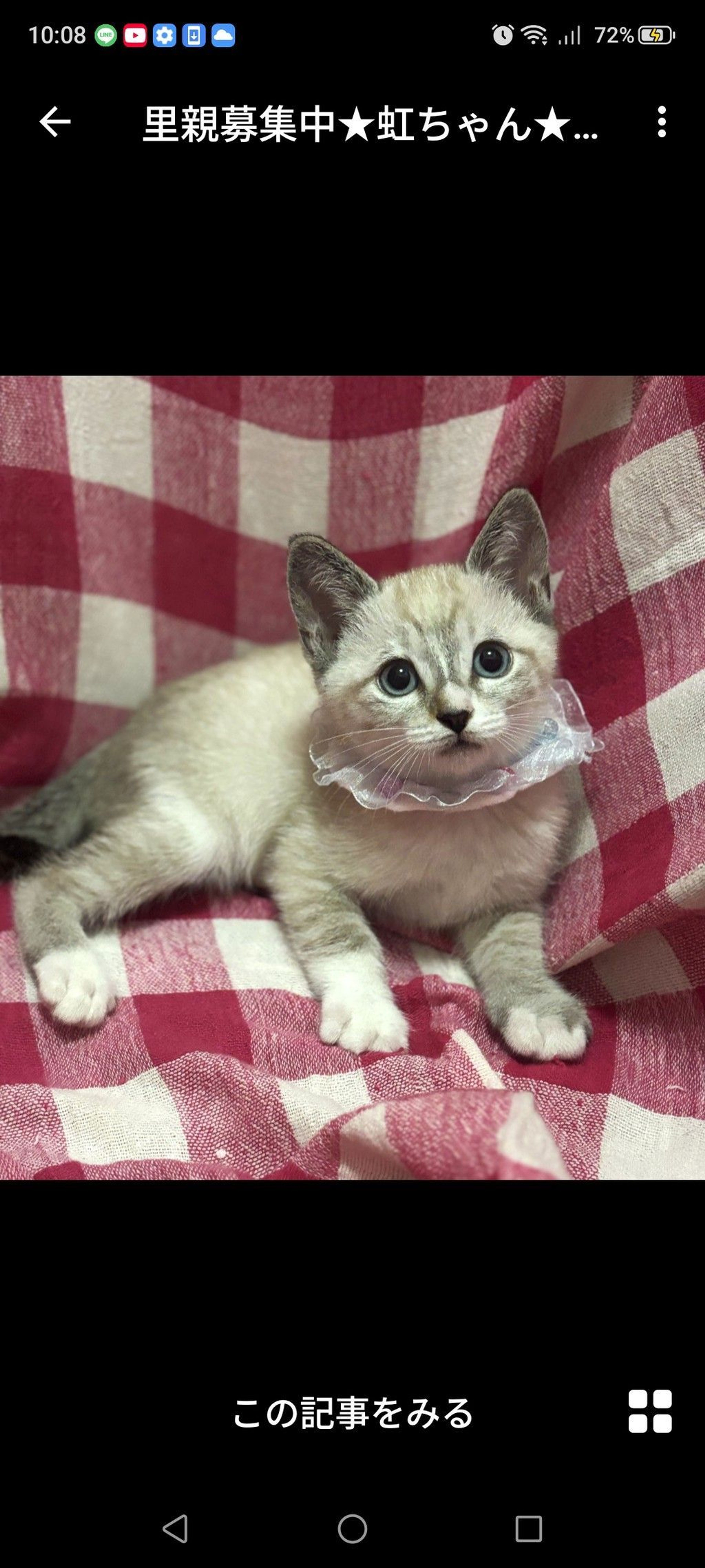 雑種（ミックス猫）・メスの里親募集の写真