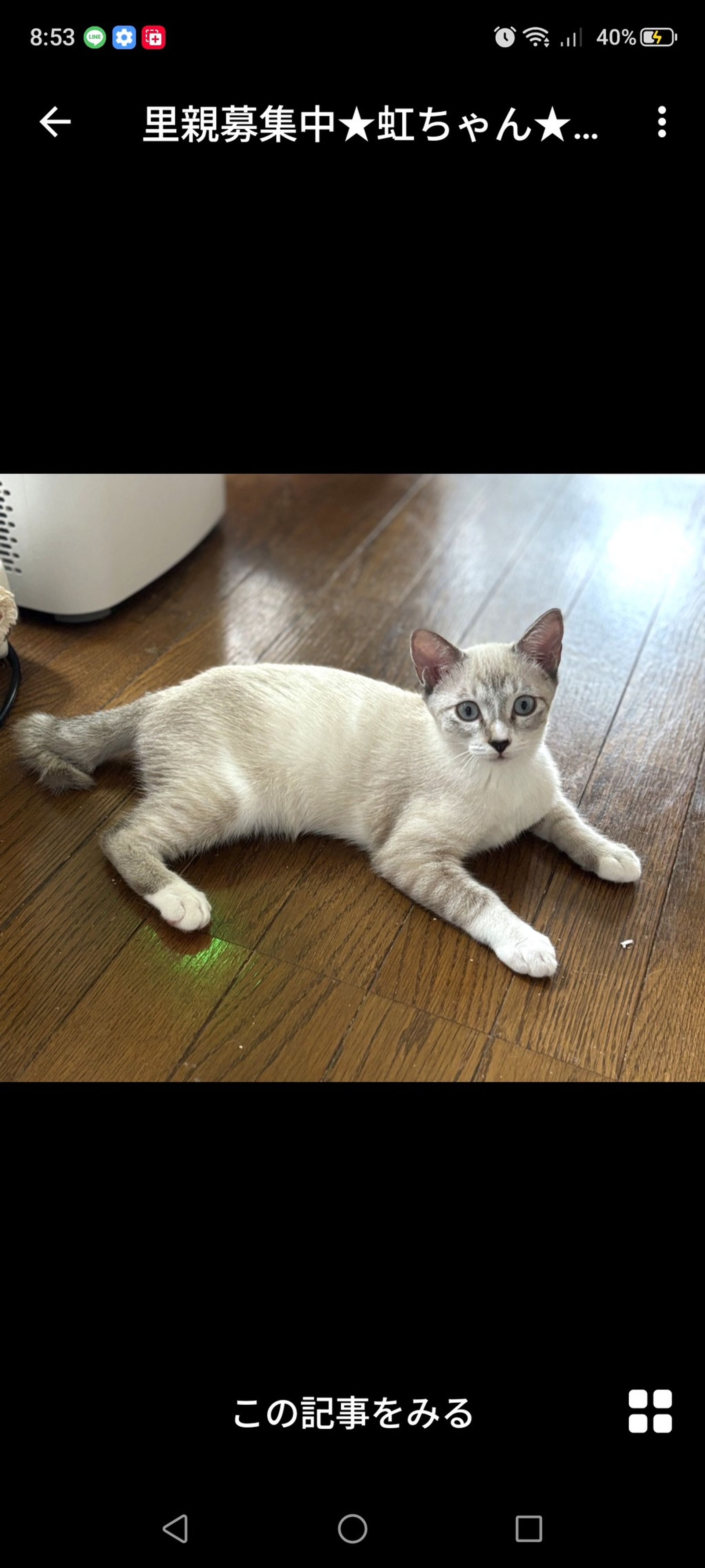雑種（ミックス猫）・メスの里親募集の写真