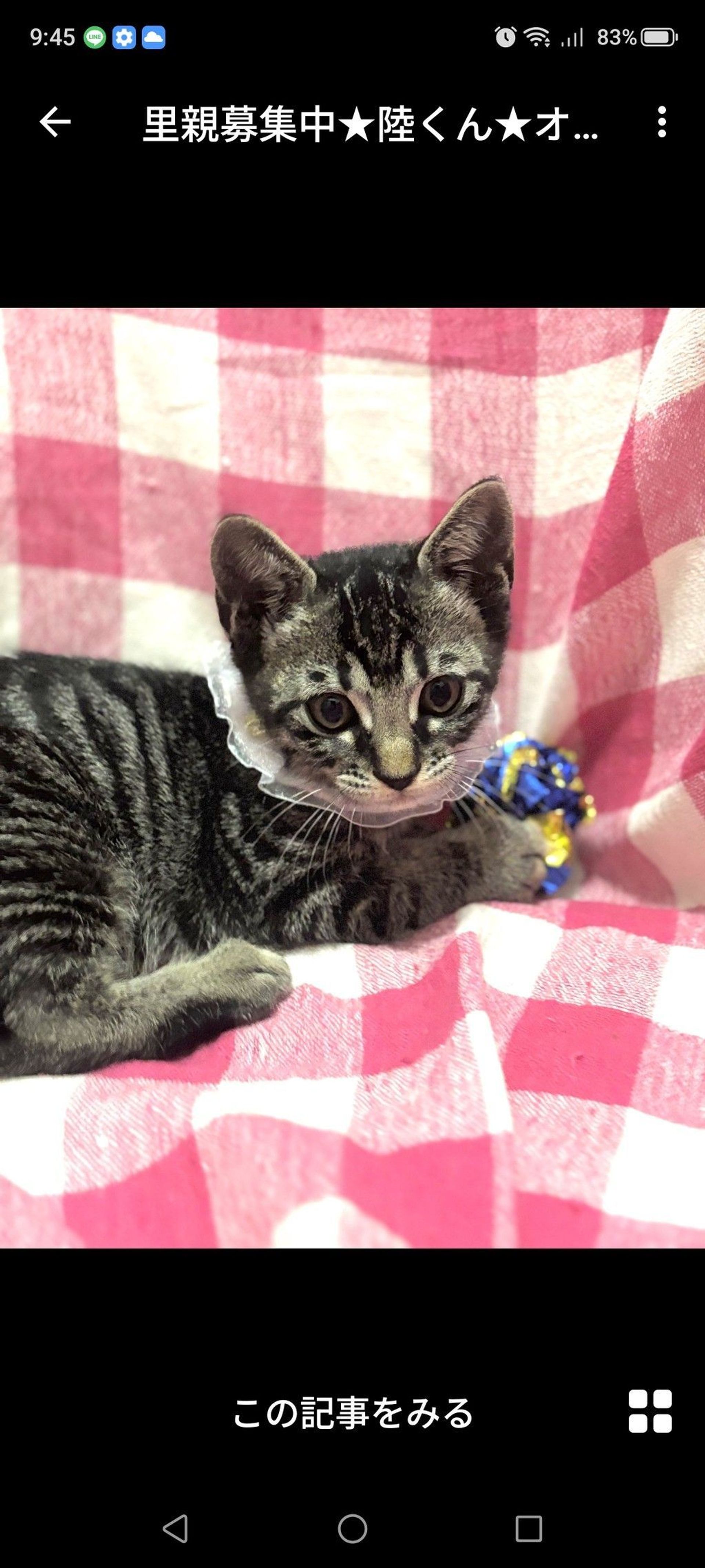 雑種（ミックス猫）・オスの里親募集の写真