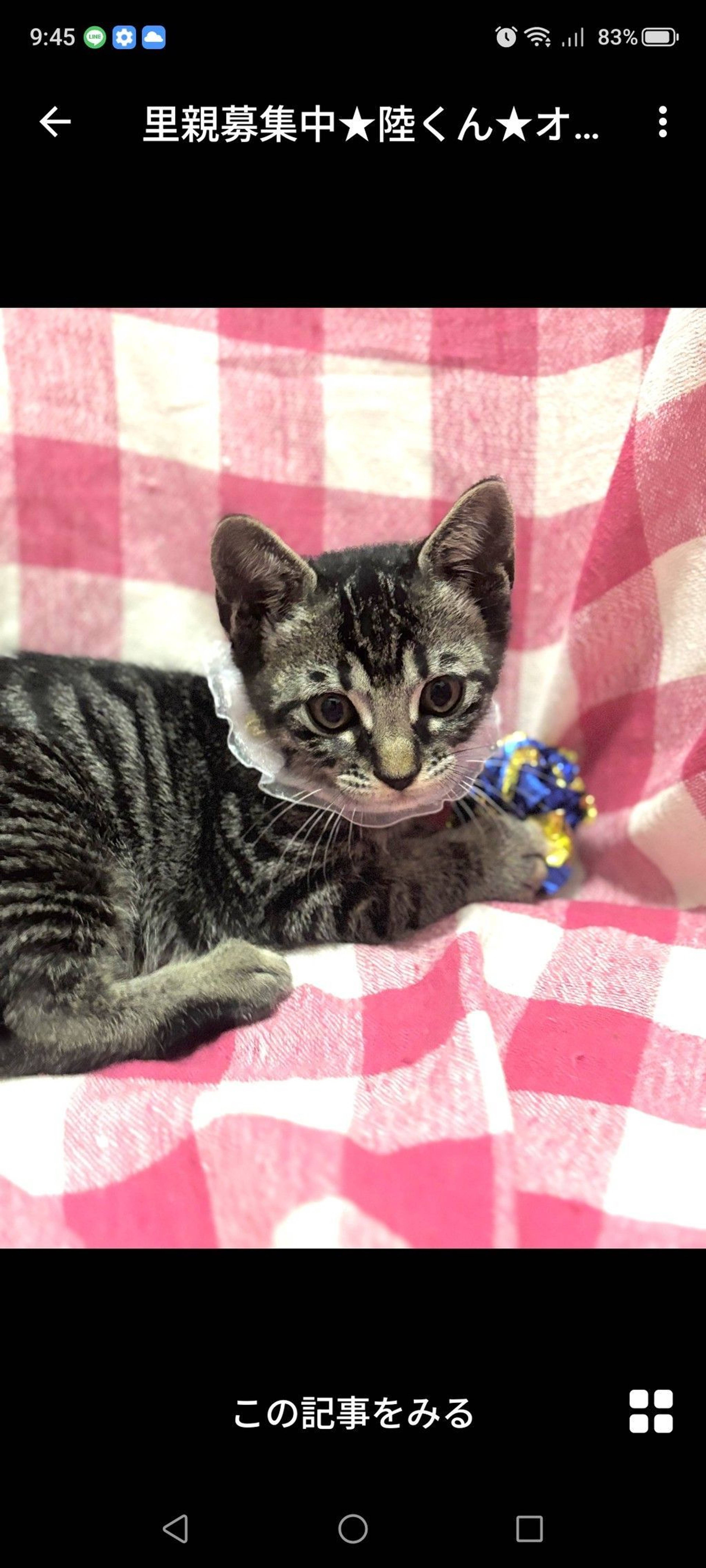 雑種（ミックス猫）・オスの里親募集の写真
