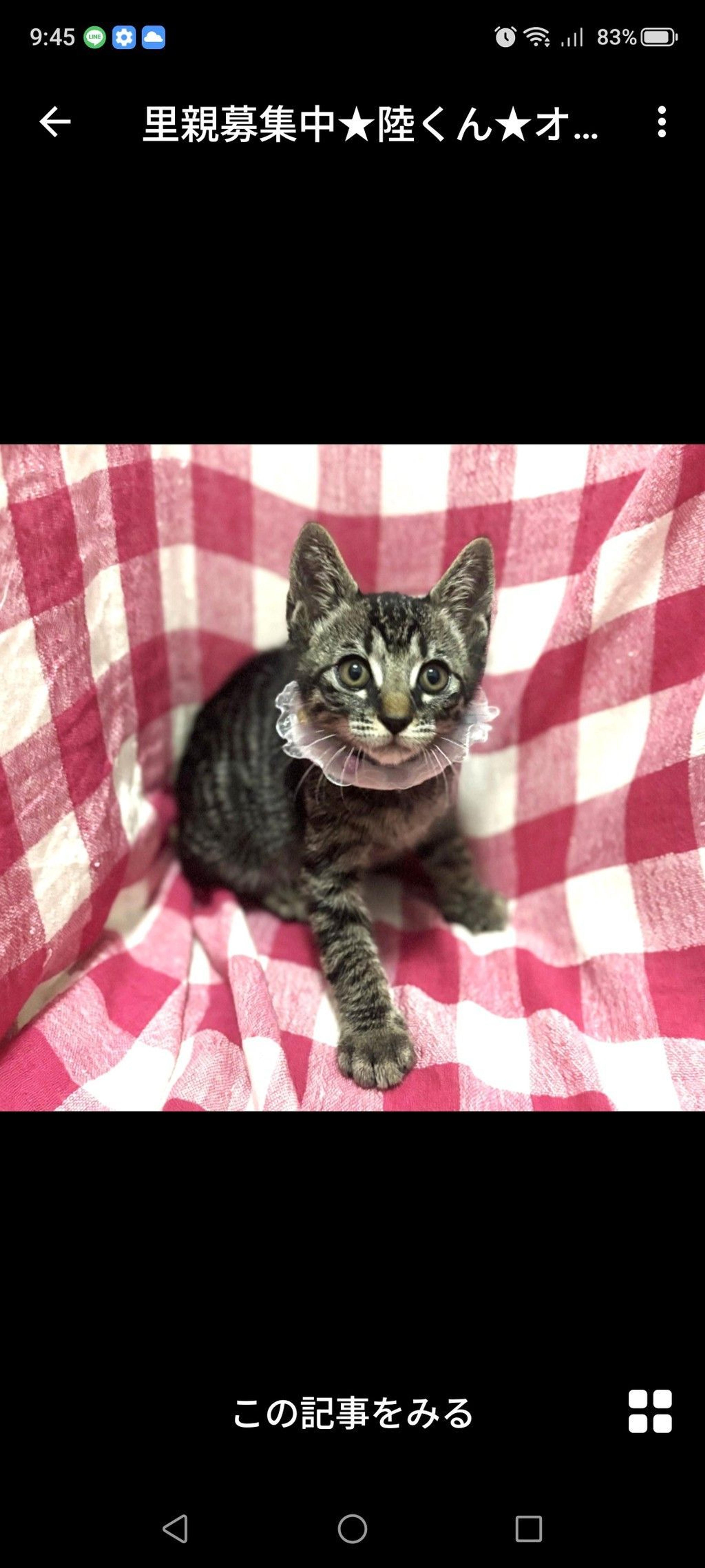 pet-image-2