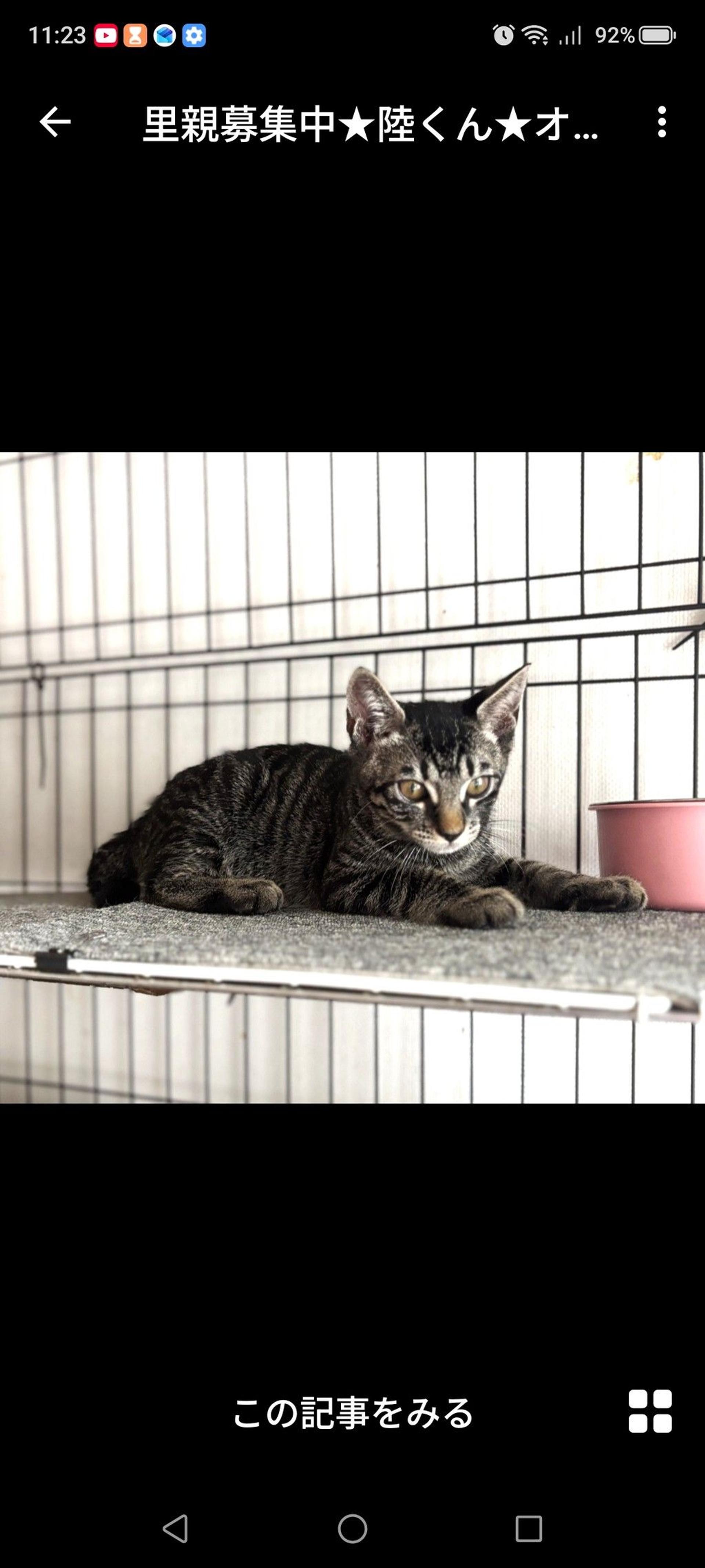 pet-image-2
