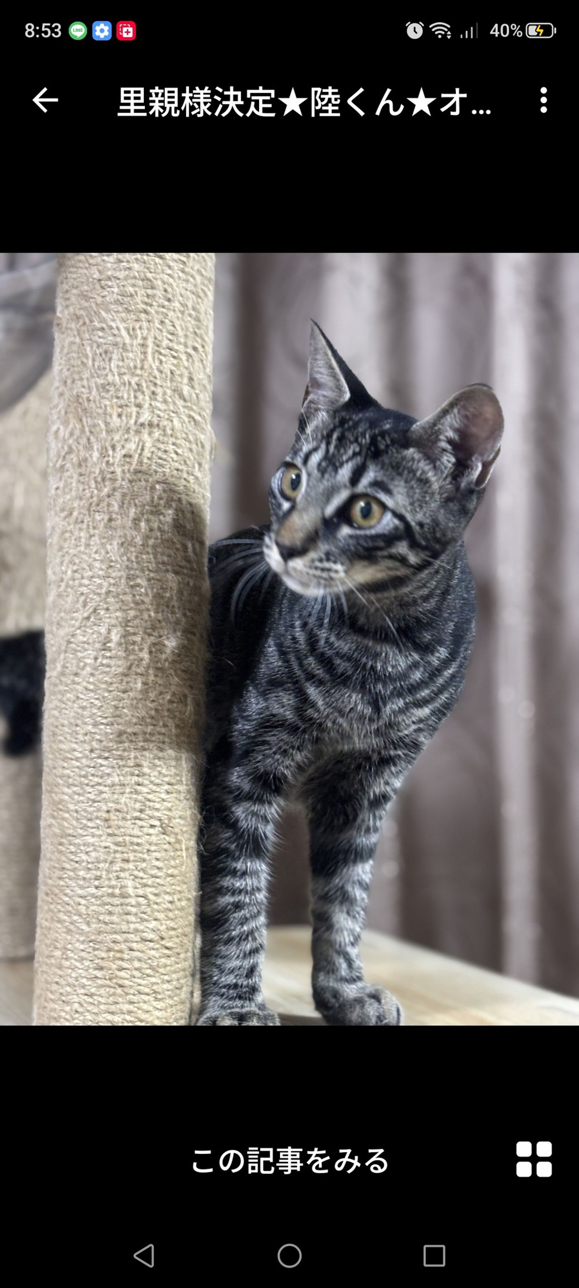 雑種（ミックス猫）・オスの里親募集の写真