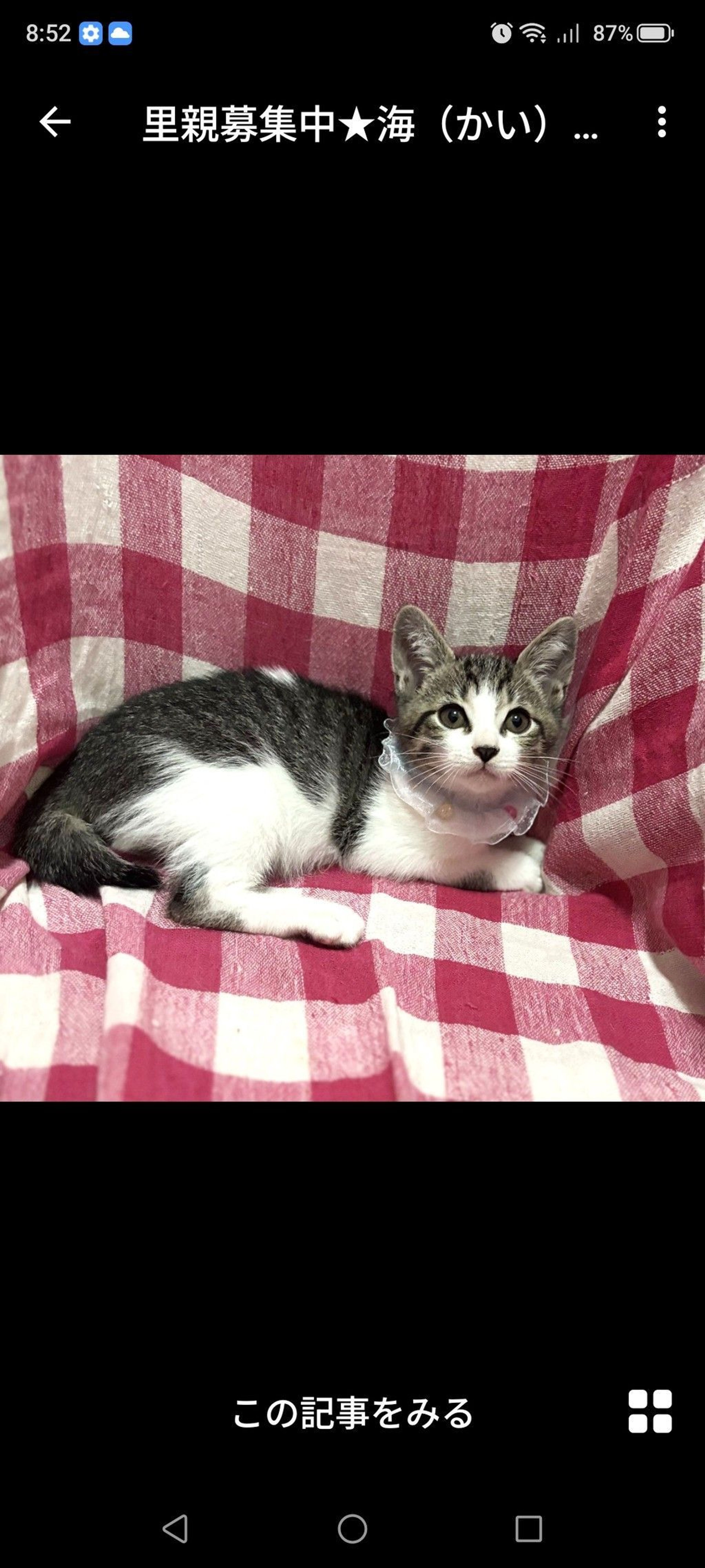 雑種（ミックス猫）・オスの里親募集の写真