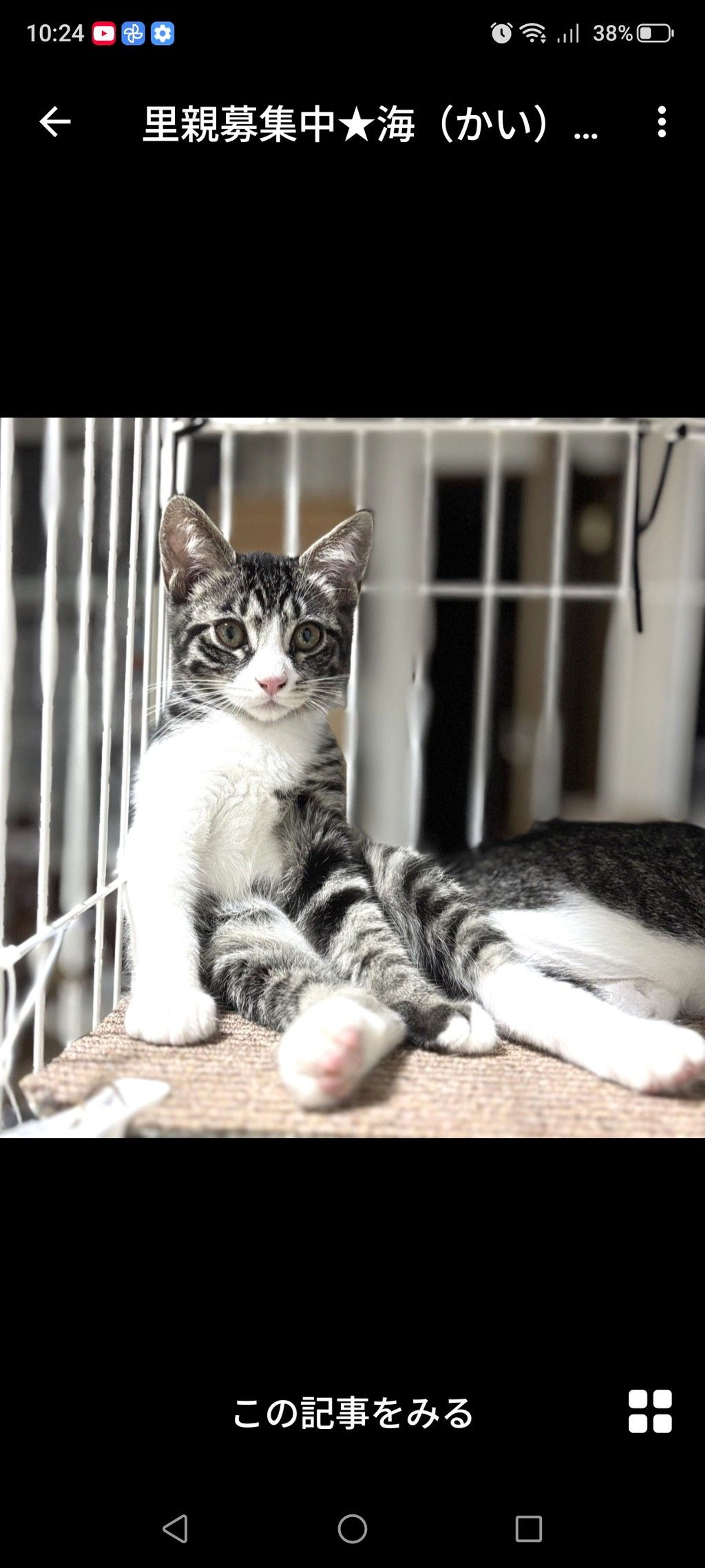 雑種（ミックス猫）・メスの里親募集の写真