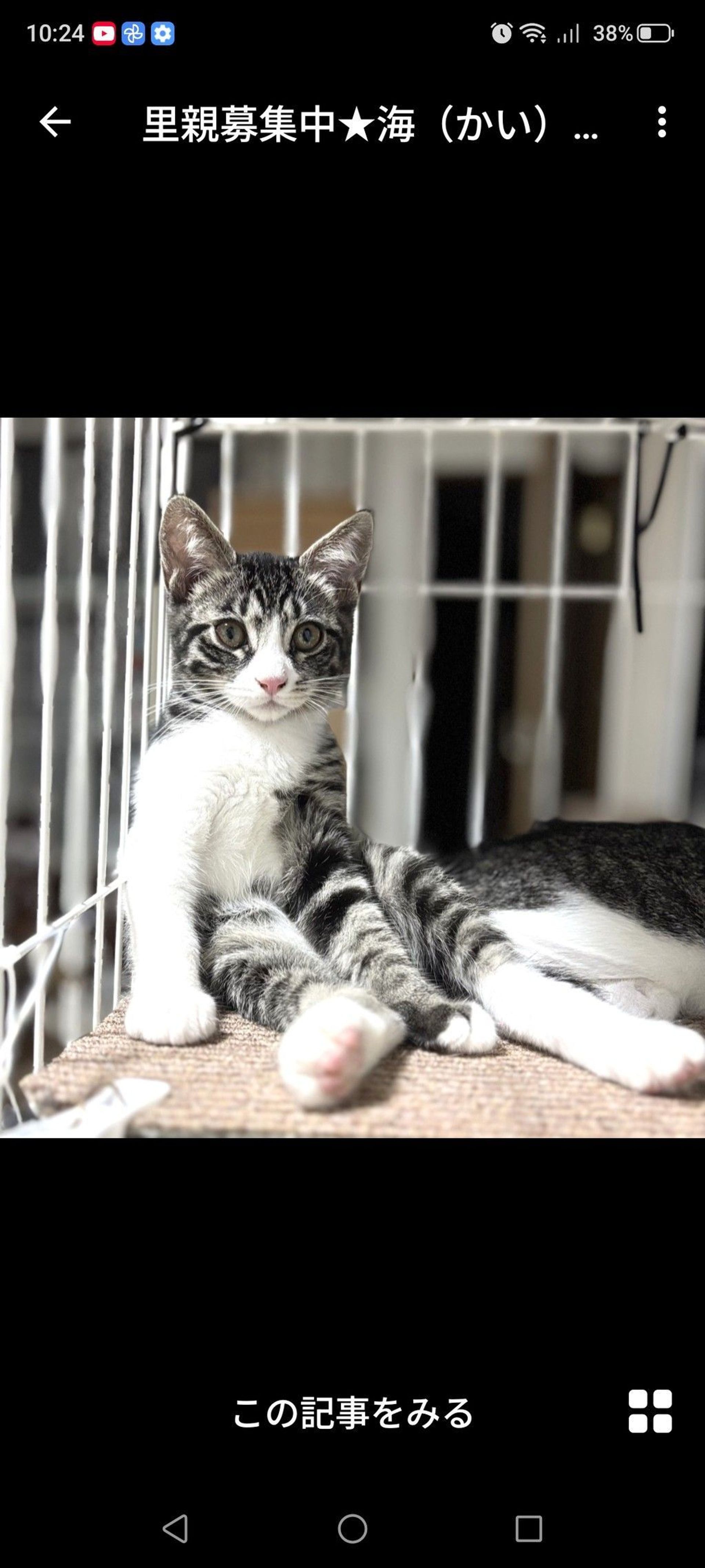 雑種（ミックス猫）・メスの里親募集の写真