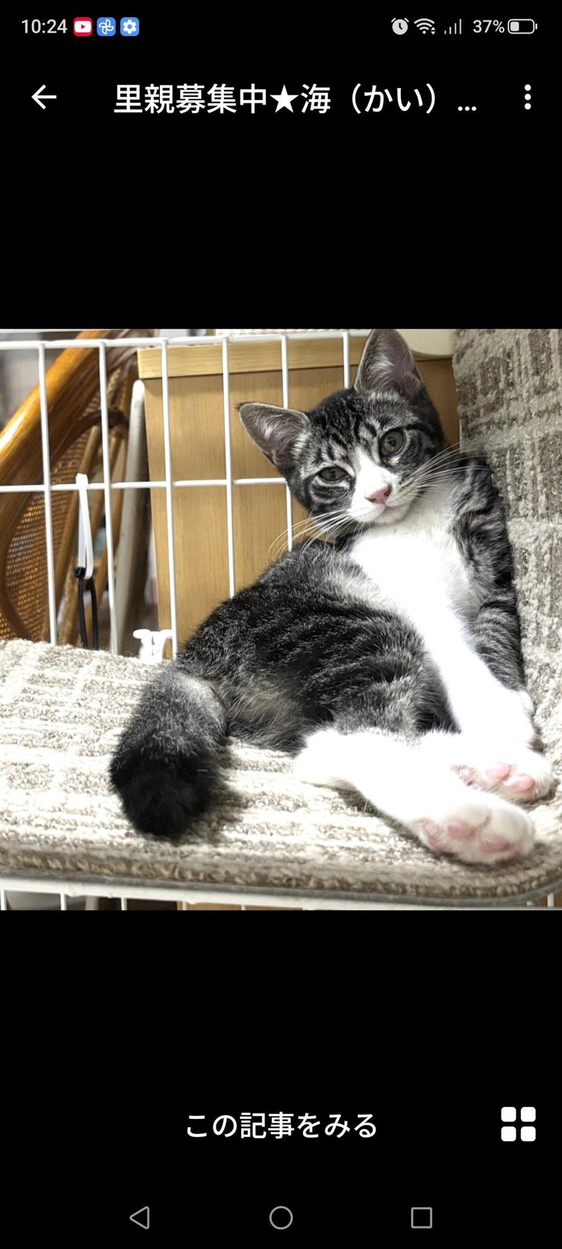 pet-image-2