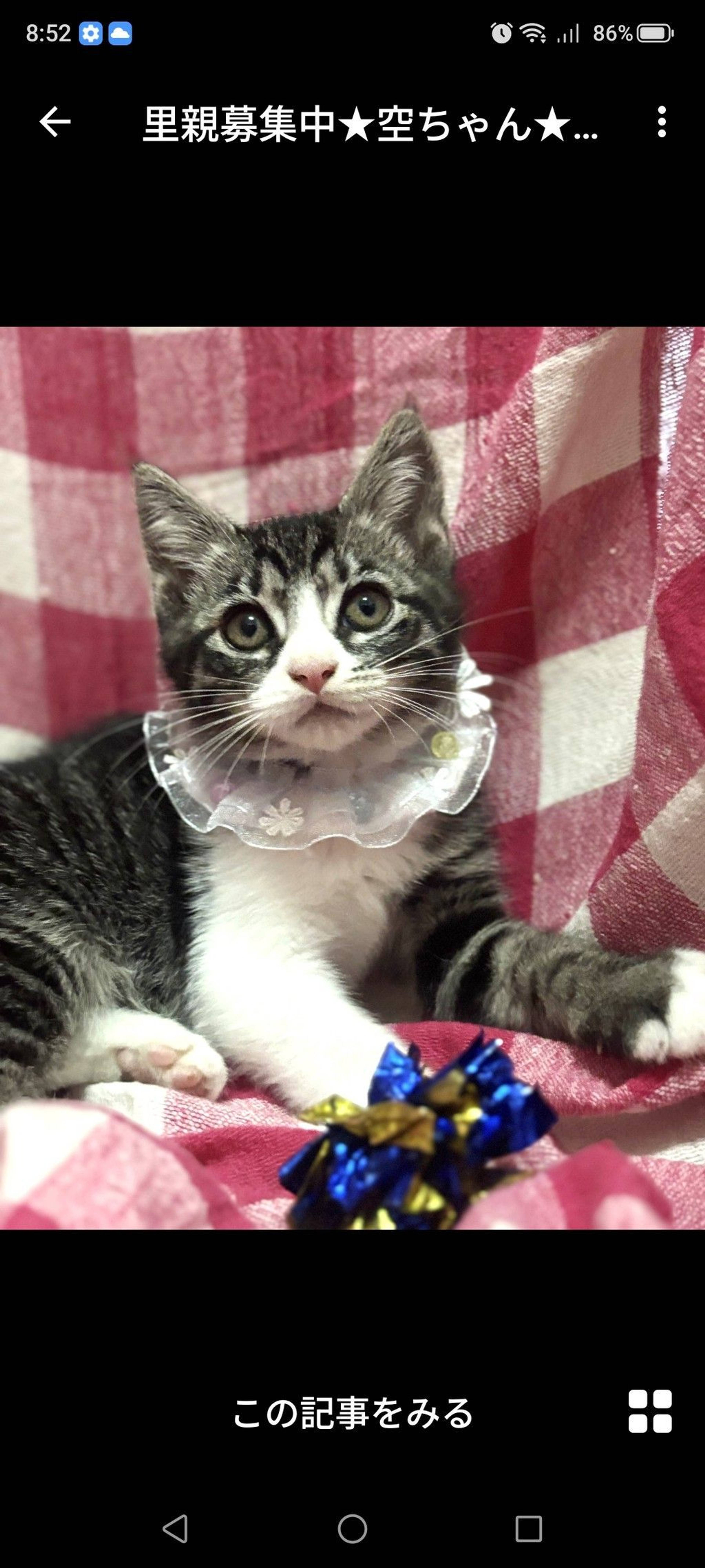 雑種（ミックス猫）・メスの里親募集の写真