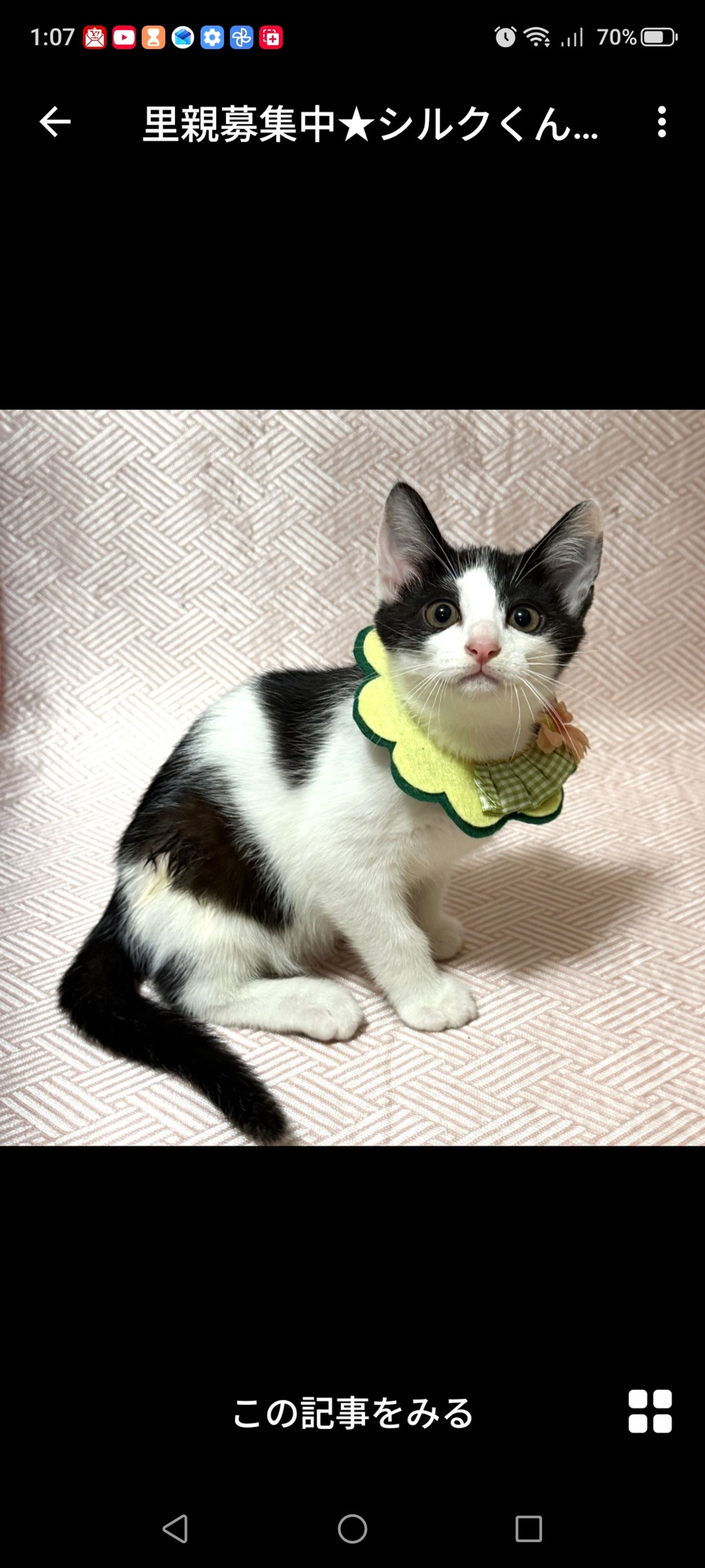 雑種（ミックス猫）・オスの里親募集の写真