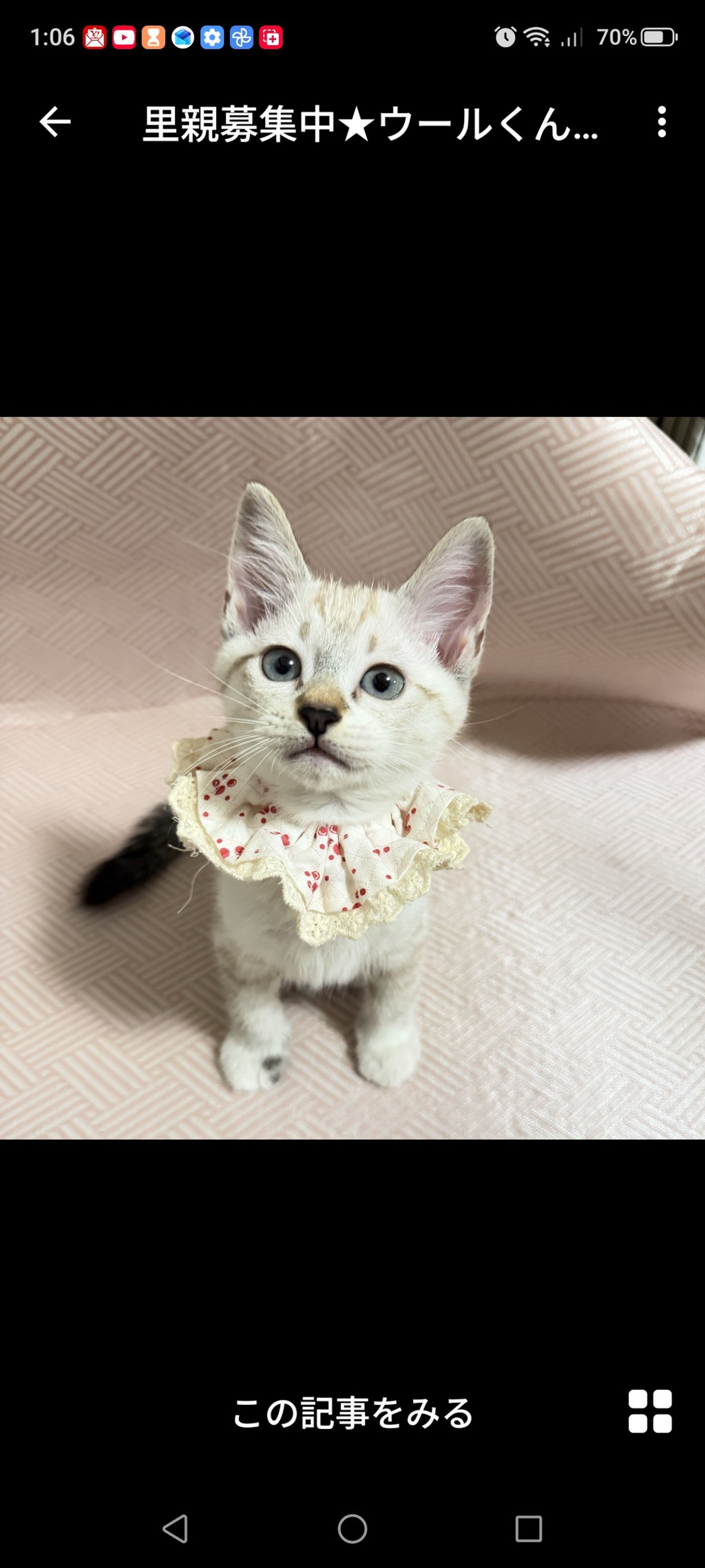 雑種（ミックス猫）・オスの里親募集の写真