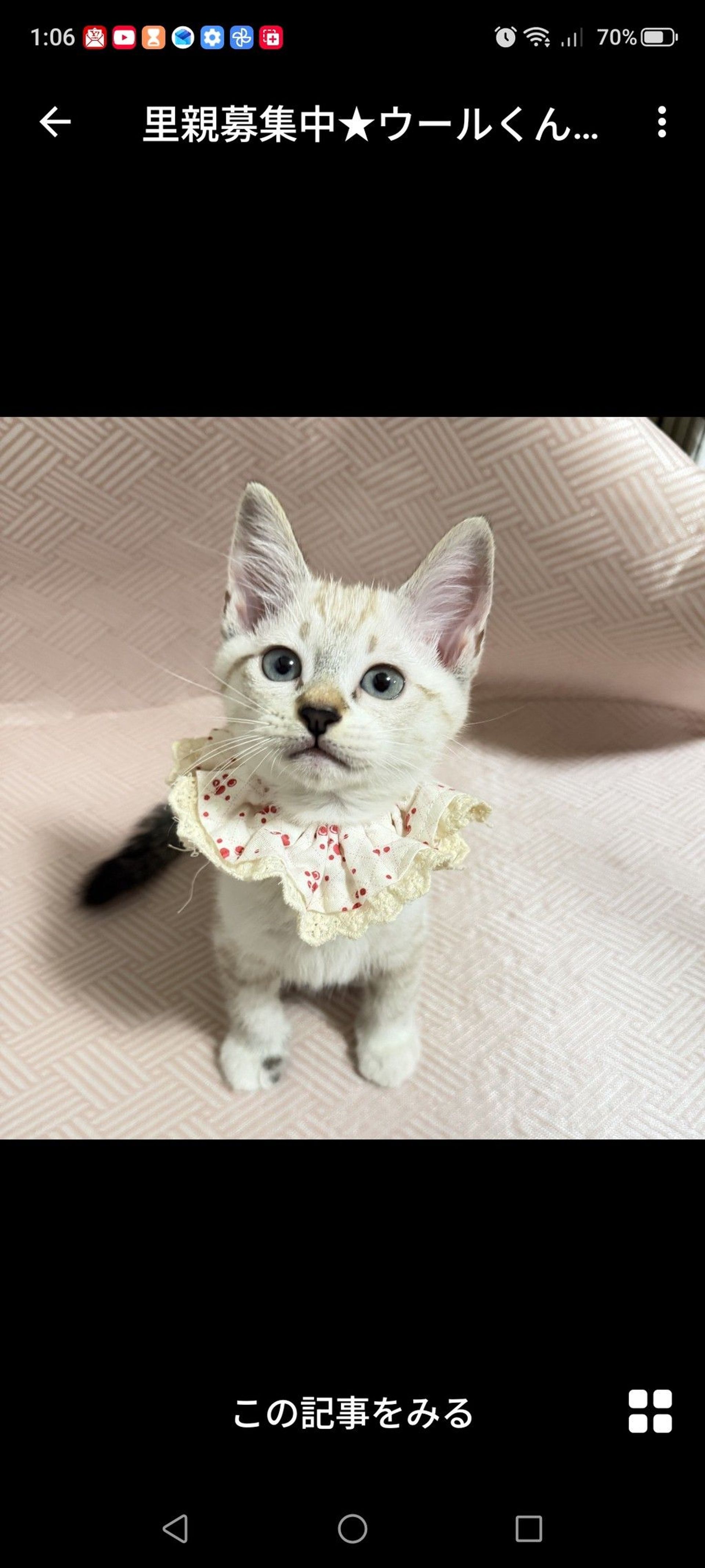雑種（ミックス猫）・オスの里親募集の写真