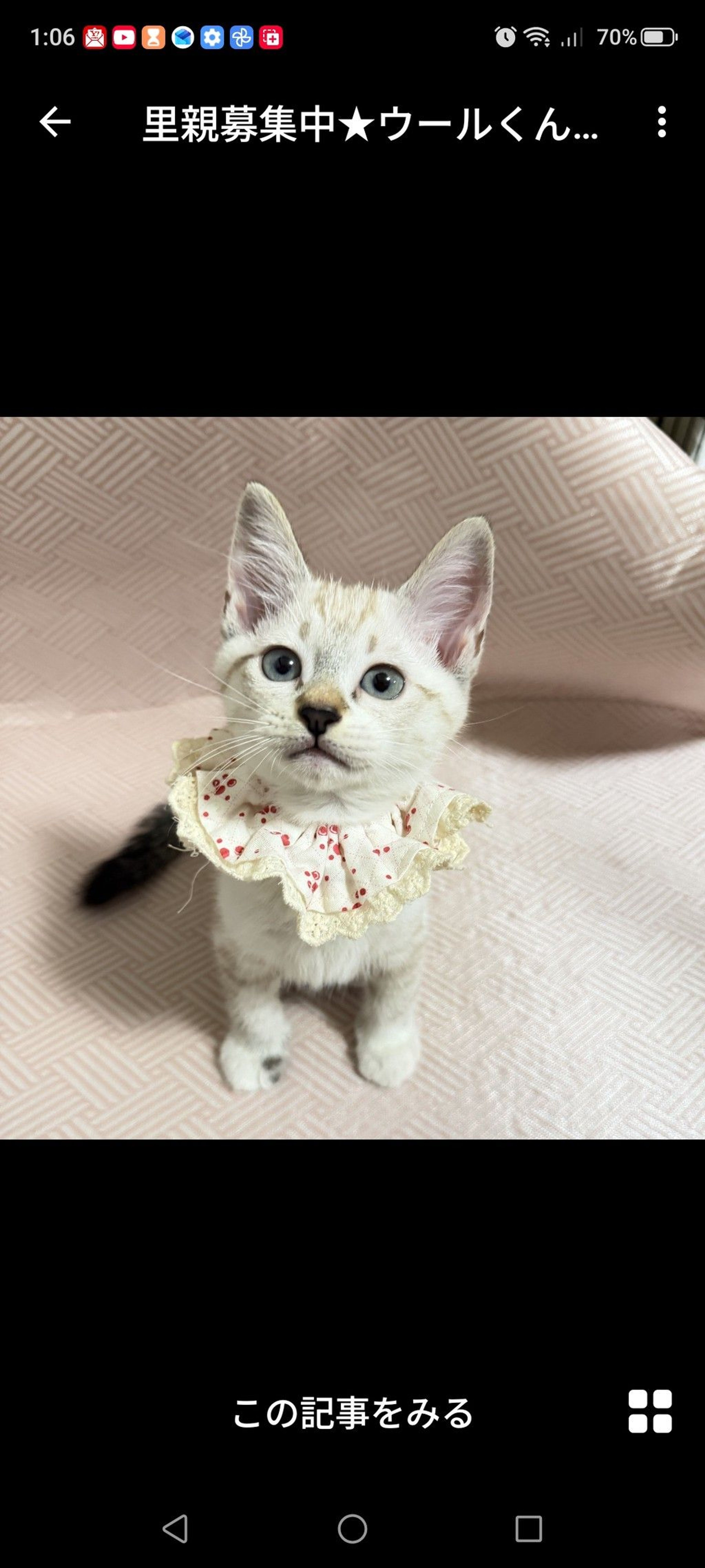 雑種（ミックス猫）・オスの里親募集の写真