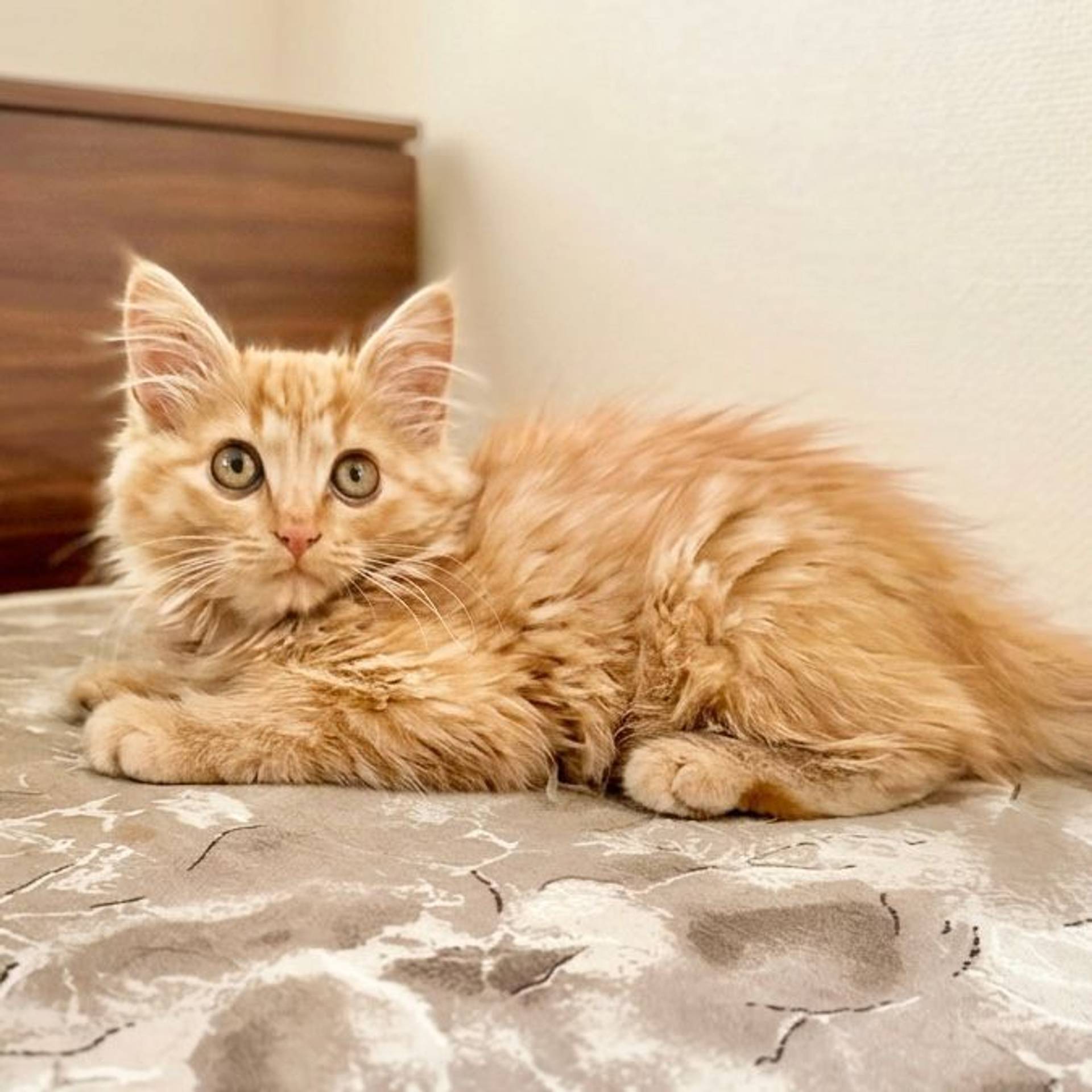 雑種（ミックス猫）・メスの里親募集の写真