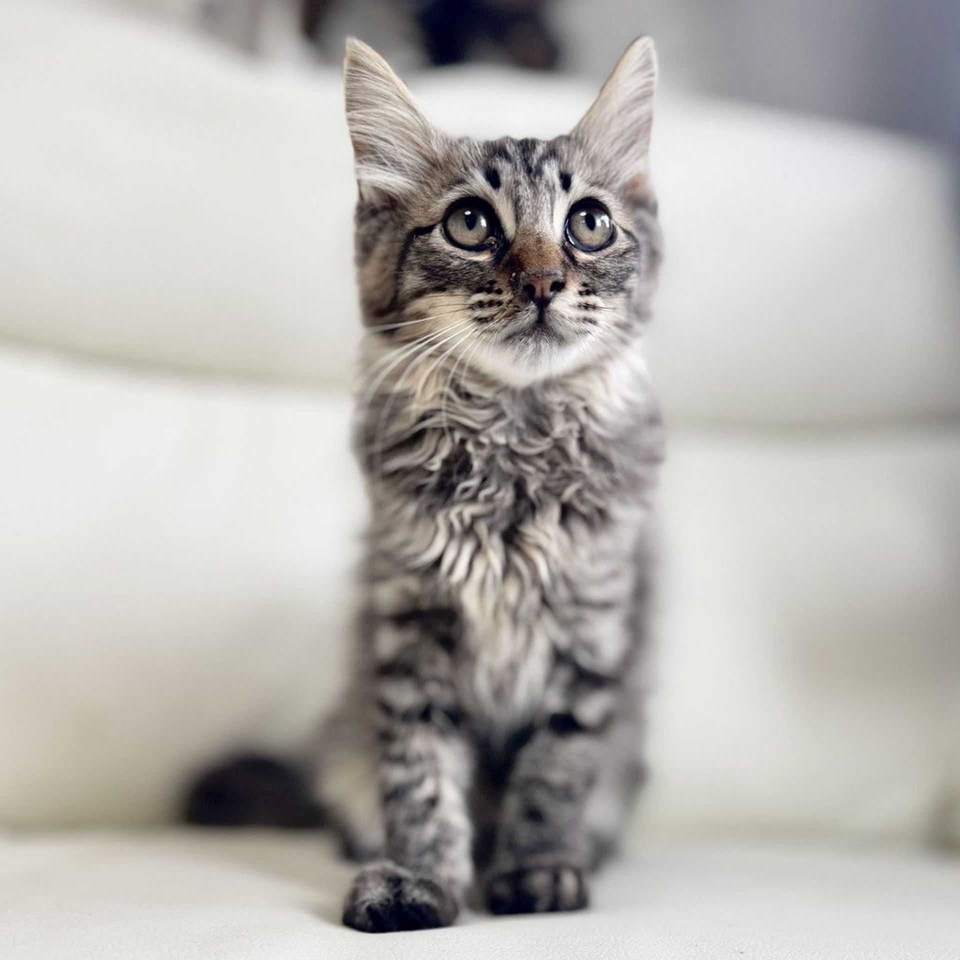 雑種（ミックス猫）・オスの里親募集の写真