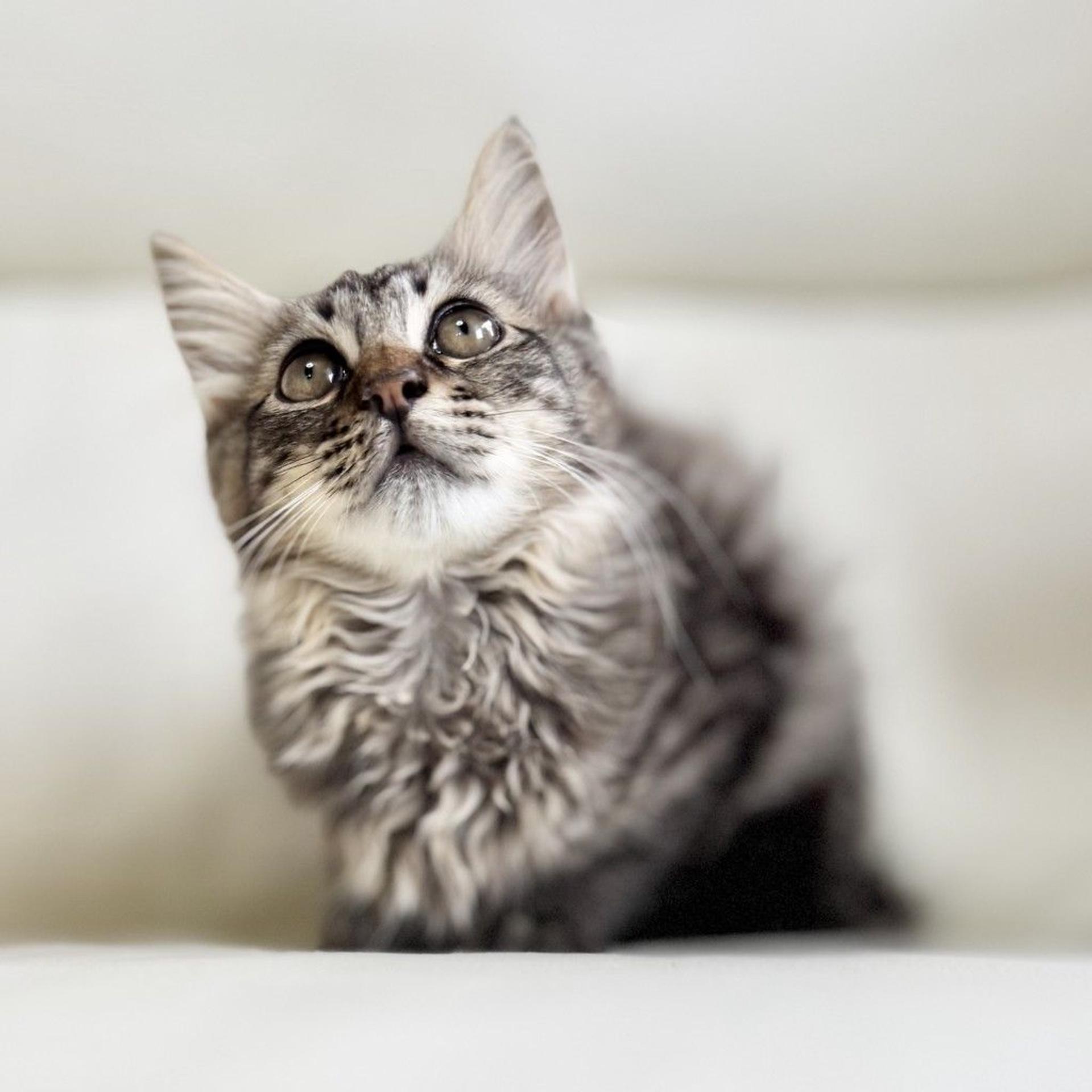 pet-image-4