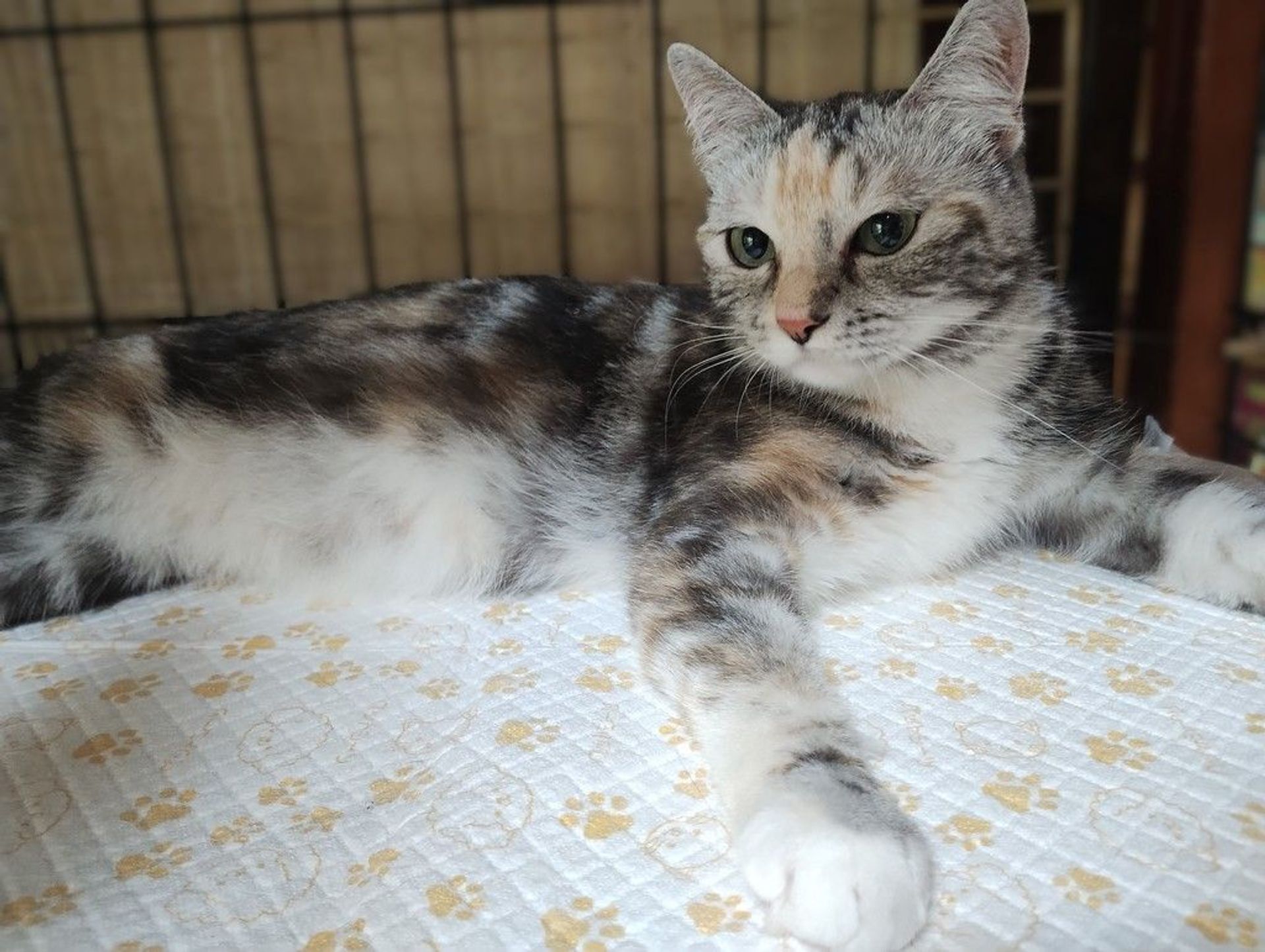 雑種（ミックス猫）・メスの里親募集の写真