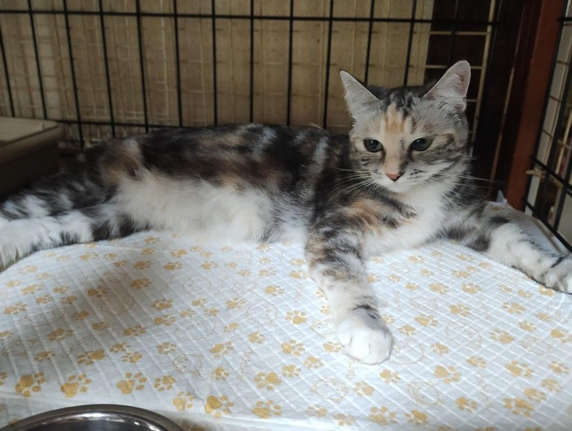 pet-image-2