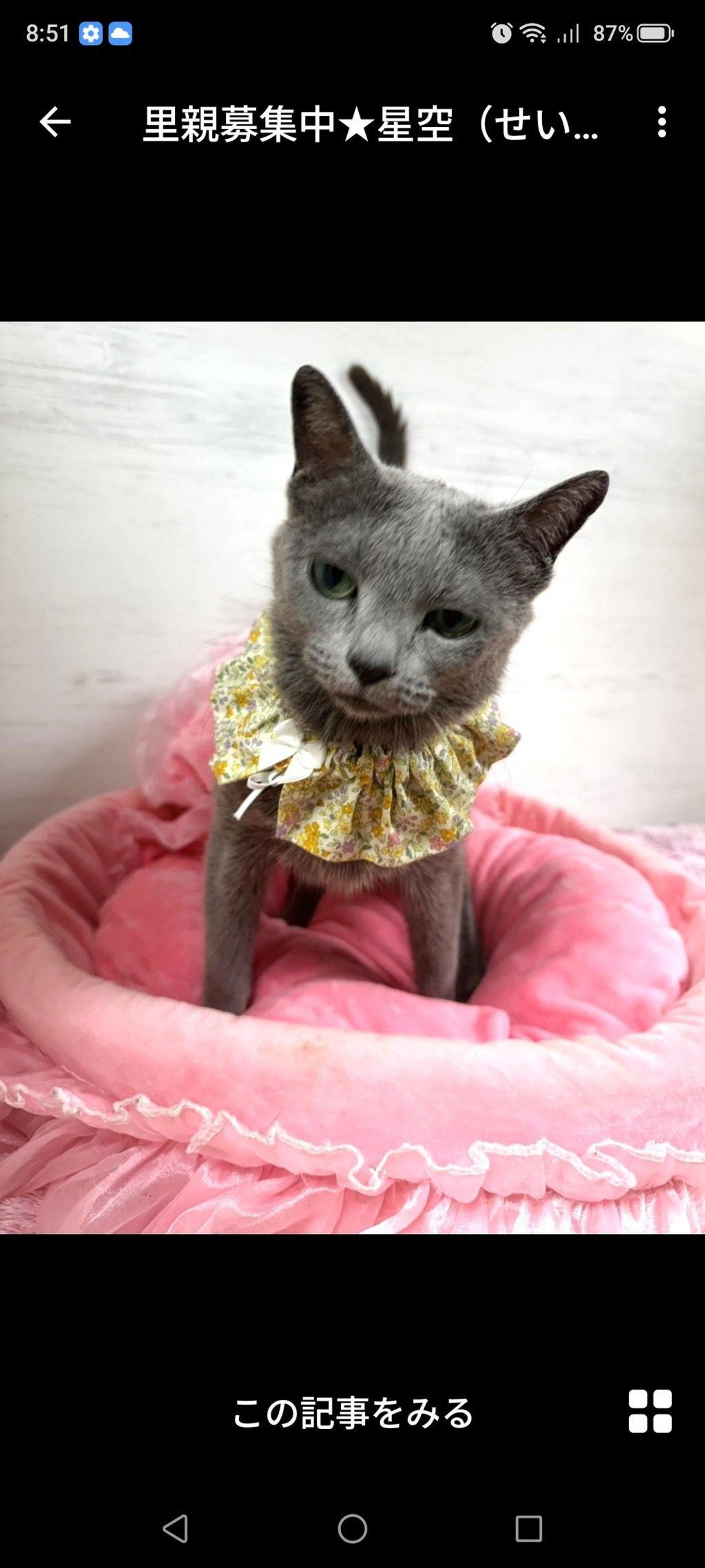 pet-image-3