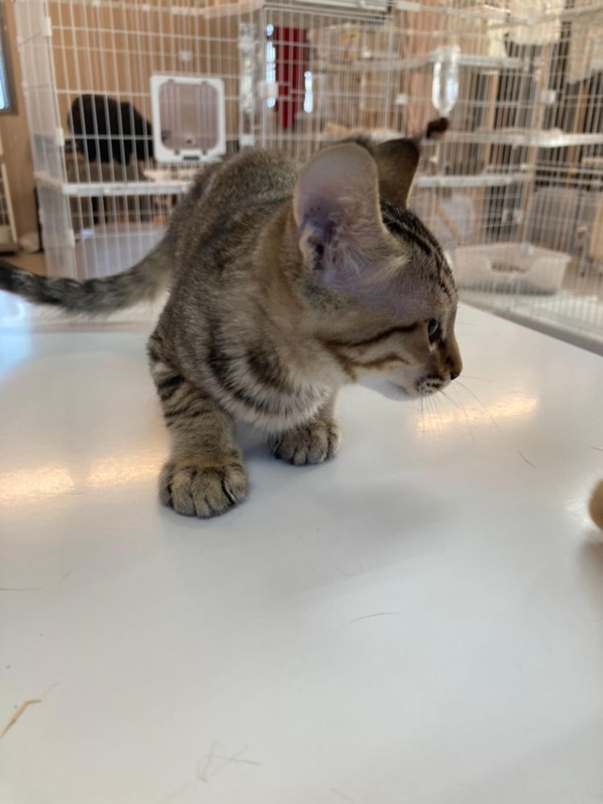 pet-image-2