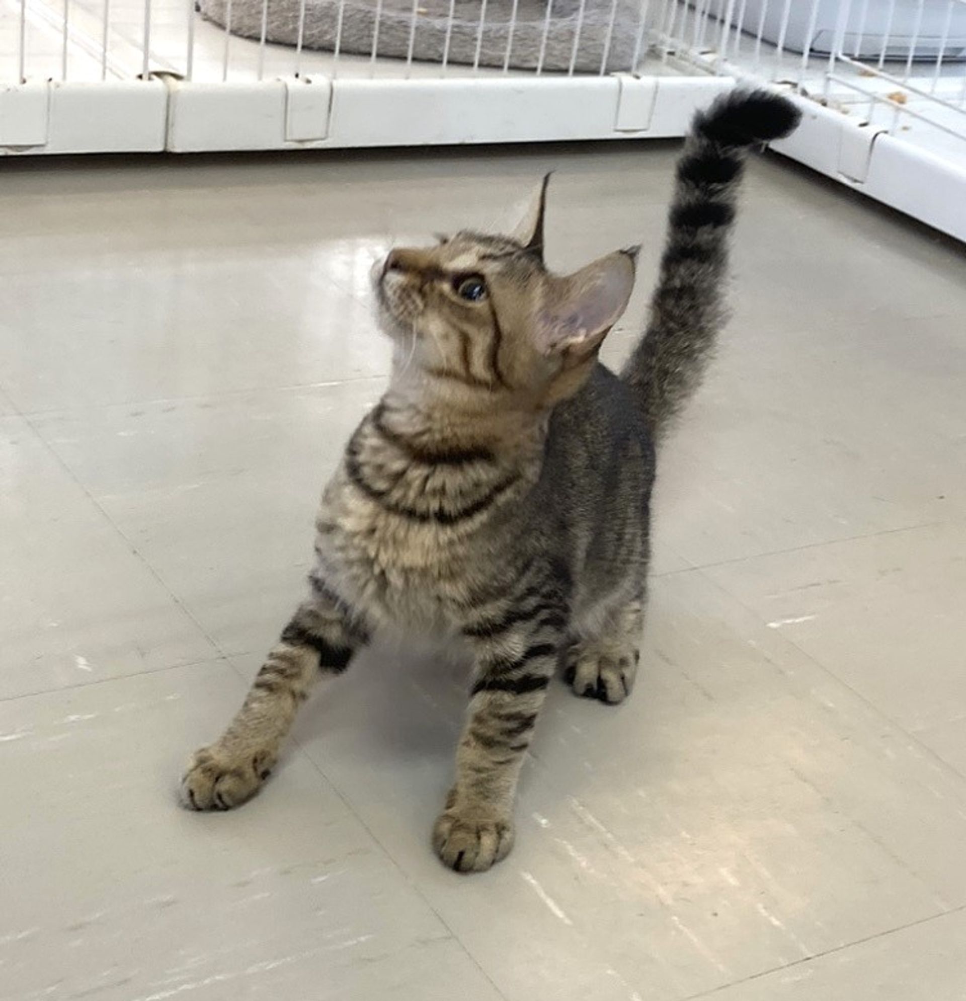 雑種（ミックス猫）・オスの里親募集の写真
