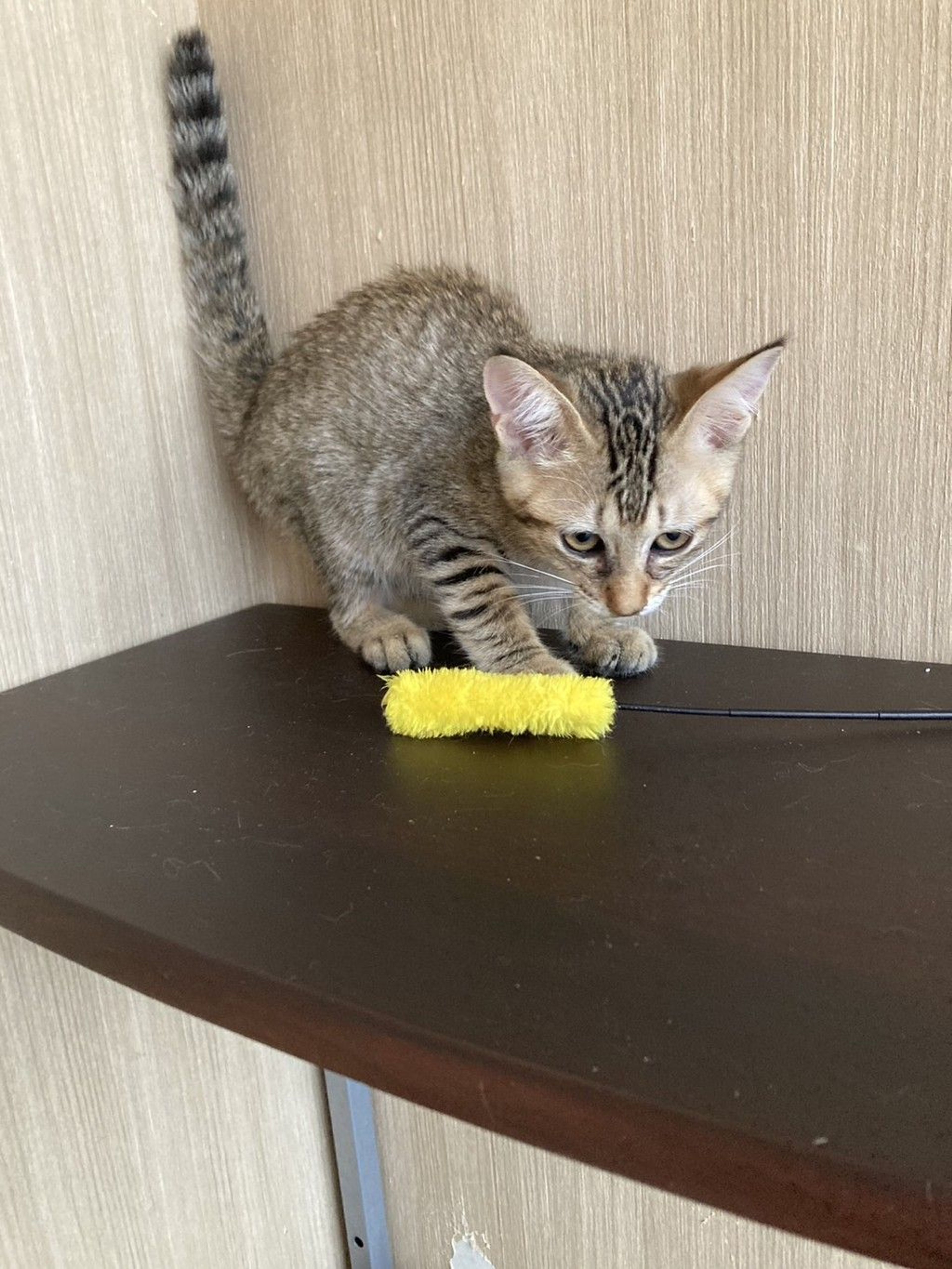 雑種（ミックス猫）・メスの里親募集の写真