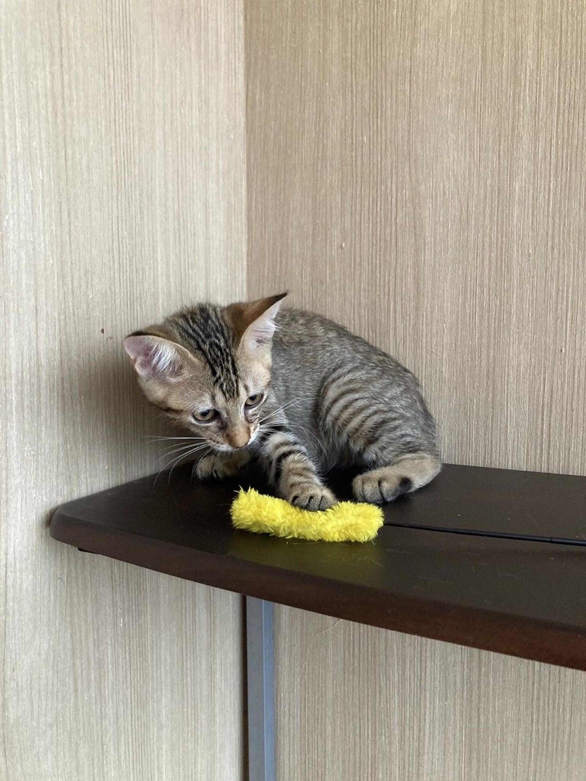 pet-image-2