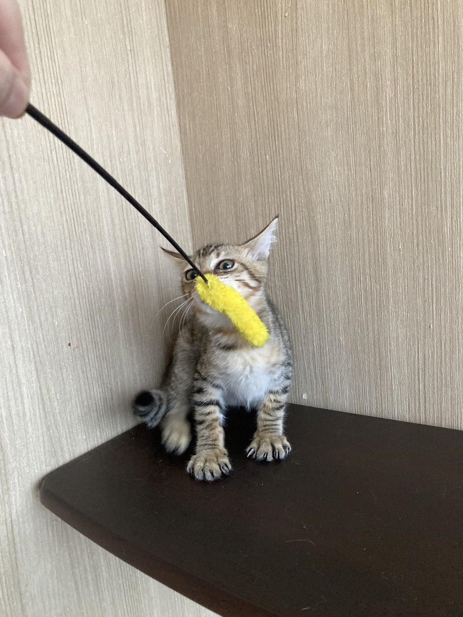pet-image-4