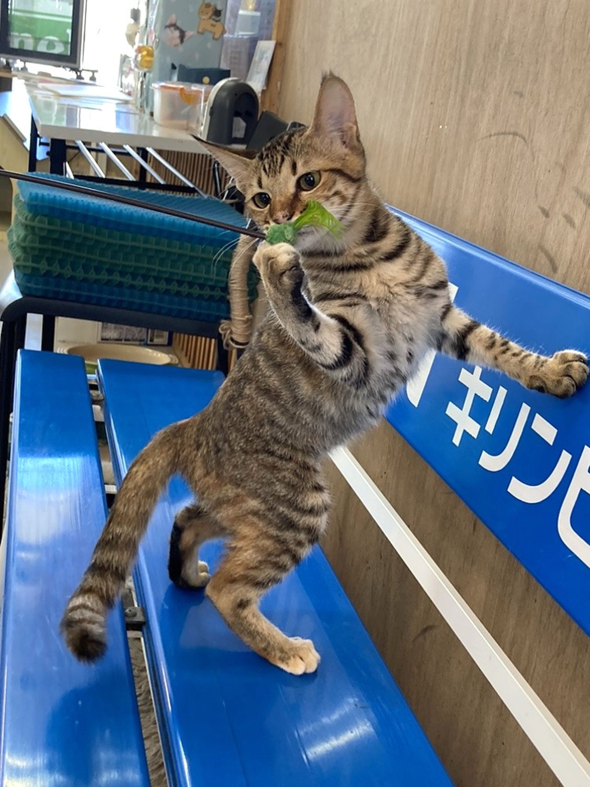 雑種（ミックス猫）・メスの里親募集の写真