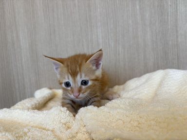 みかんの写真