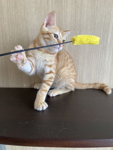 みかん 「9月19日譲渡会参加」の写真