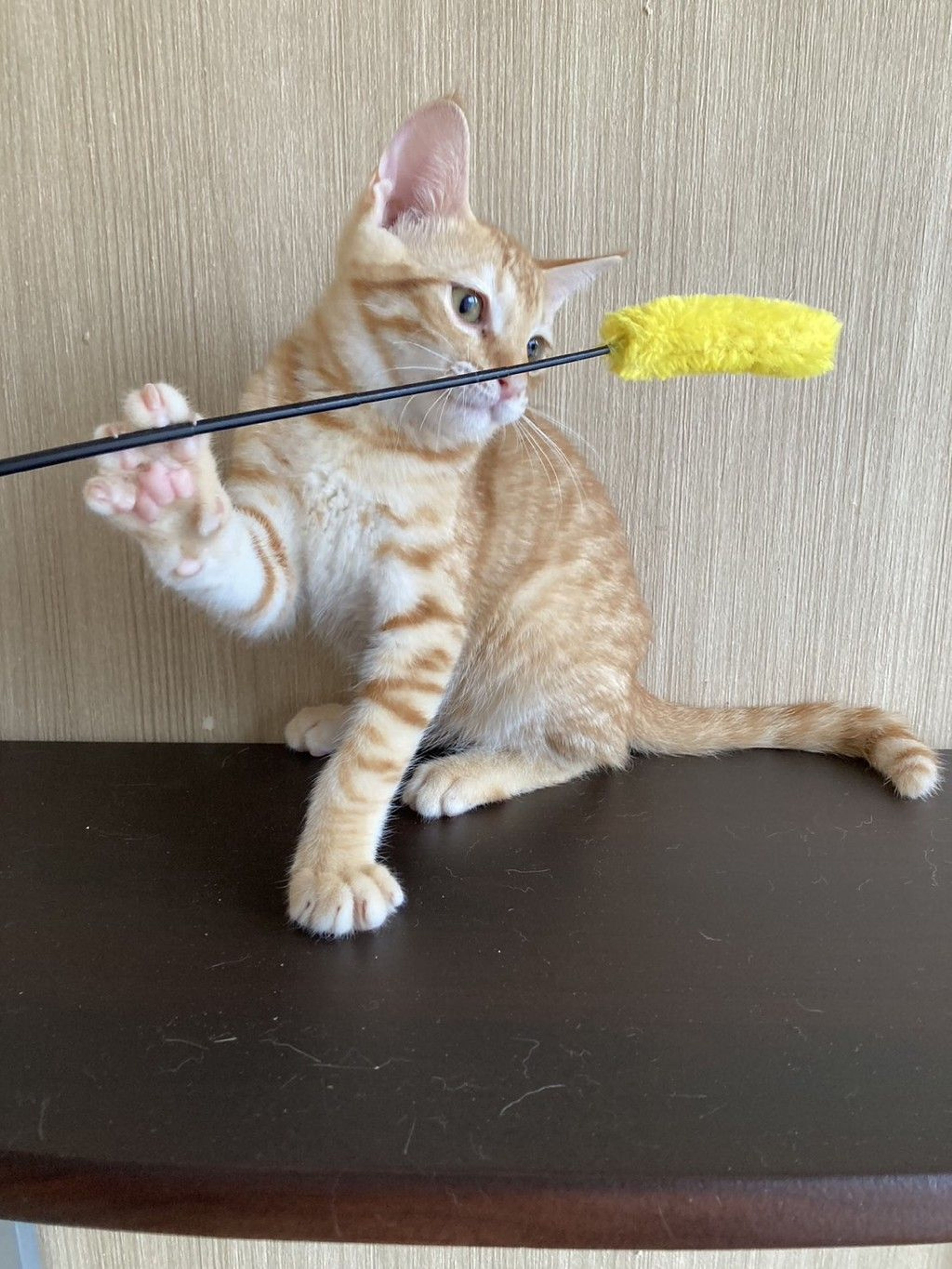 雑種（ミックス猫）・オスの里親募集の写真