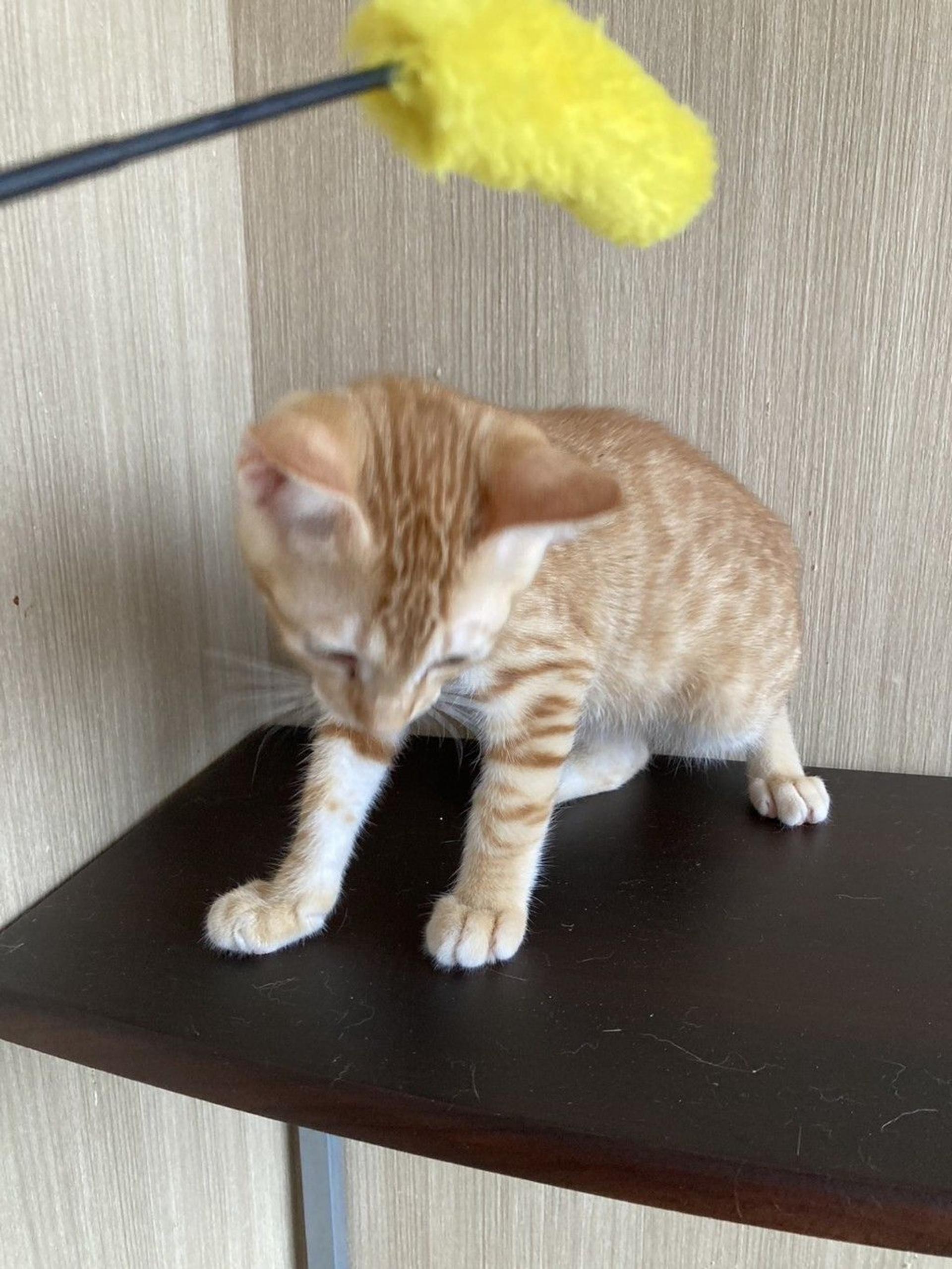 pet-image-5