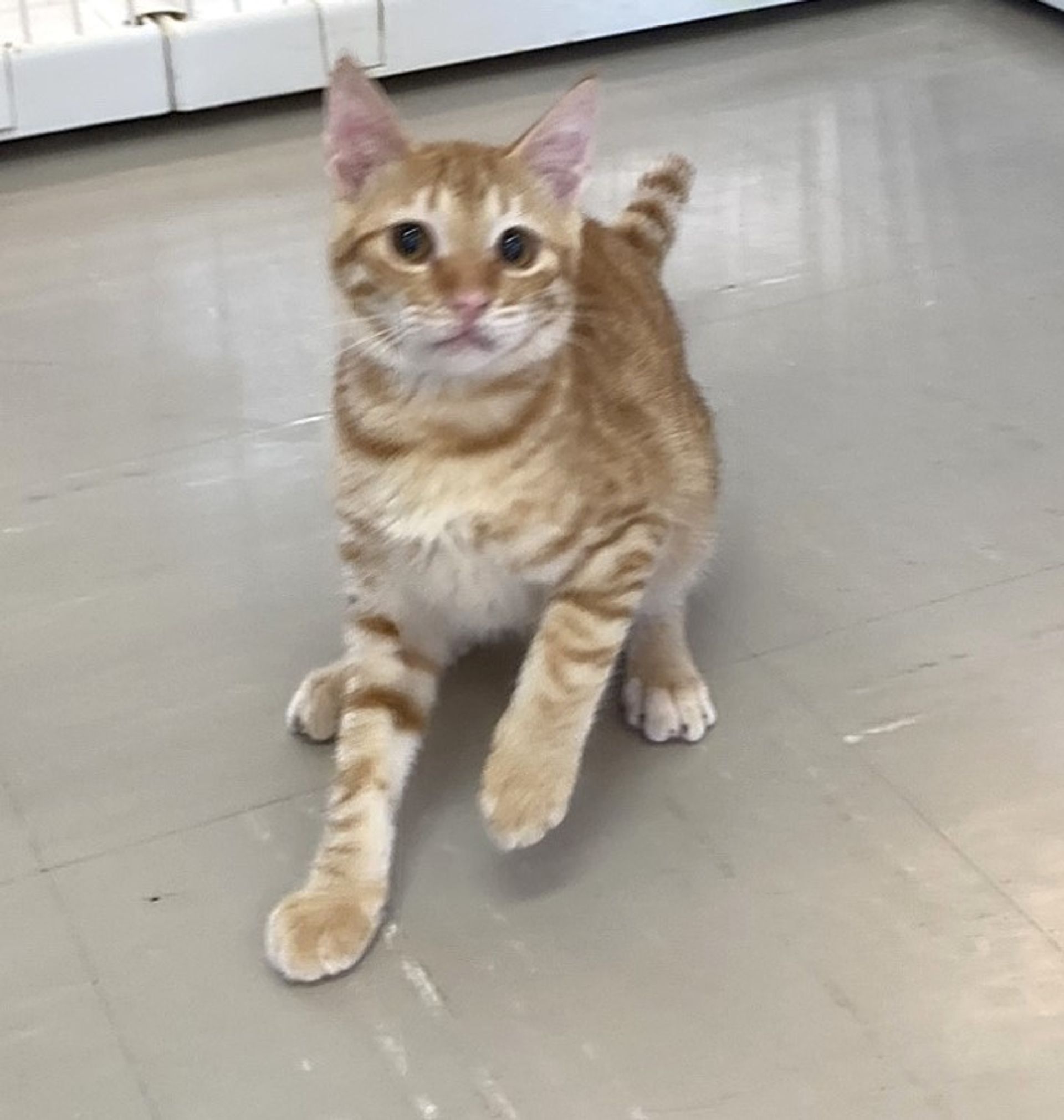 雑種（ミックス猫）・オスの里親募集の写真