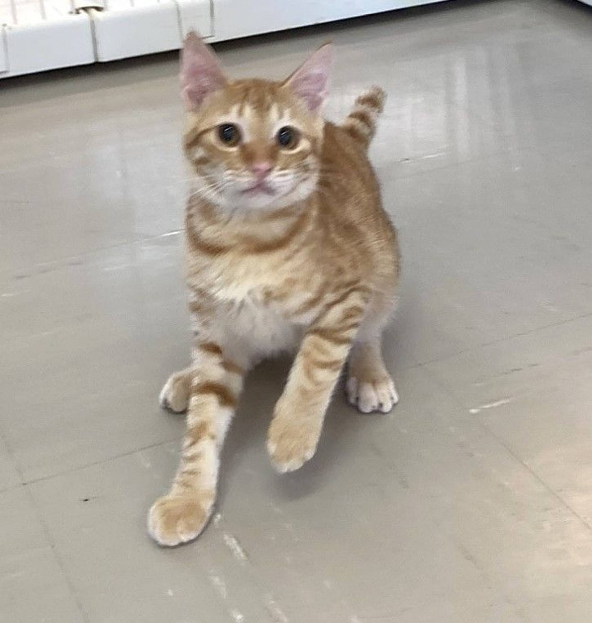 雑種（ミックス猫）・オスの里親募集の写真