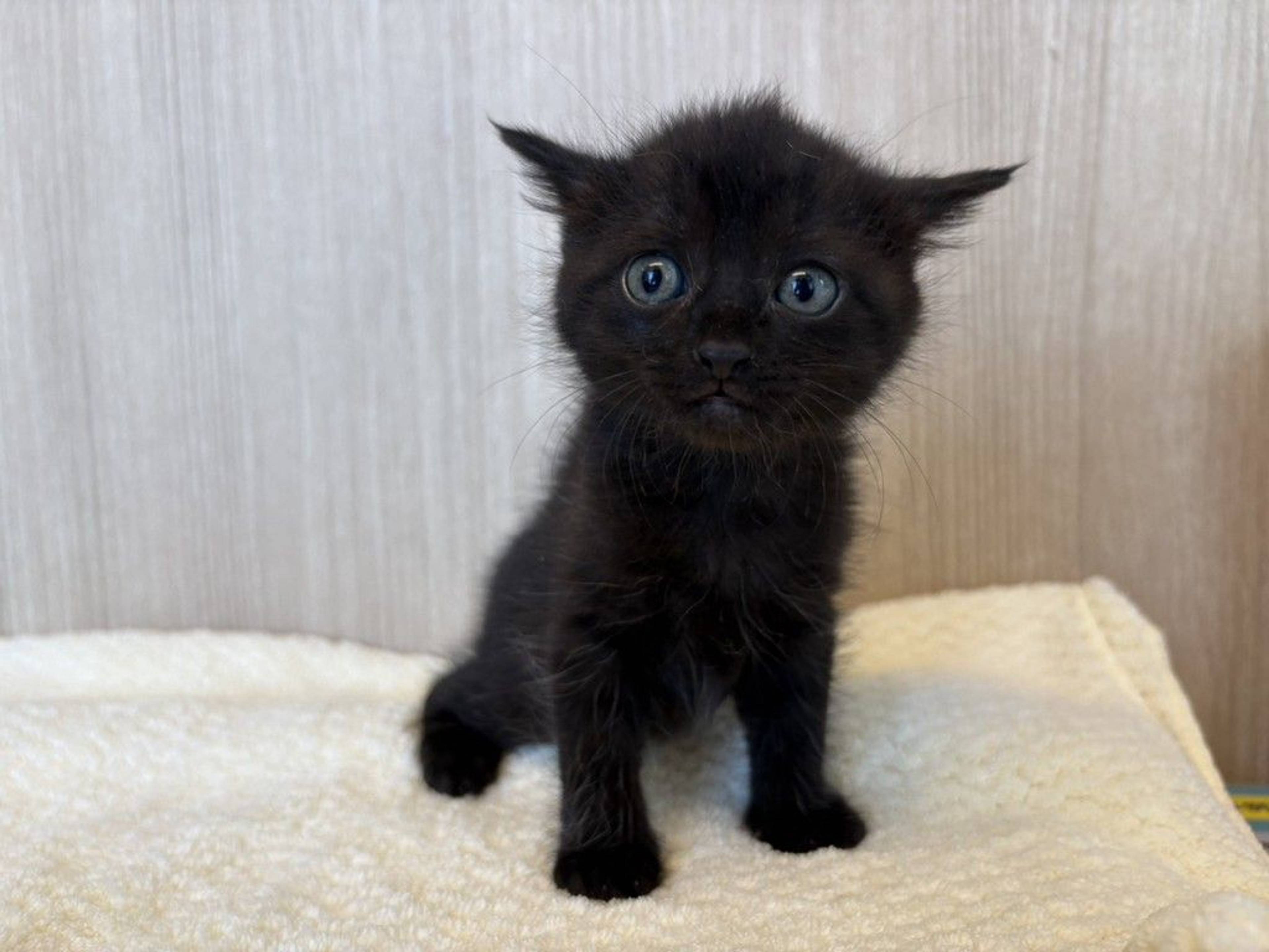 雑種（ミックス猫）・メスの里親募集の写真