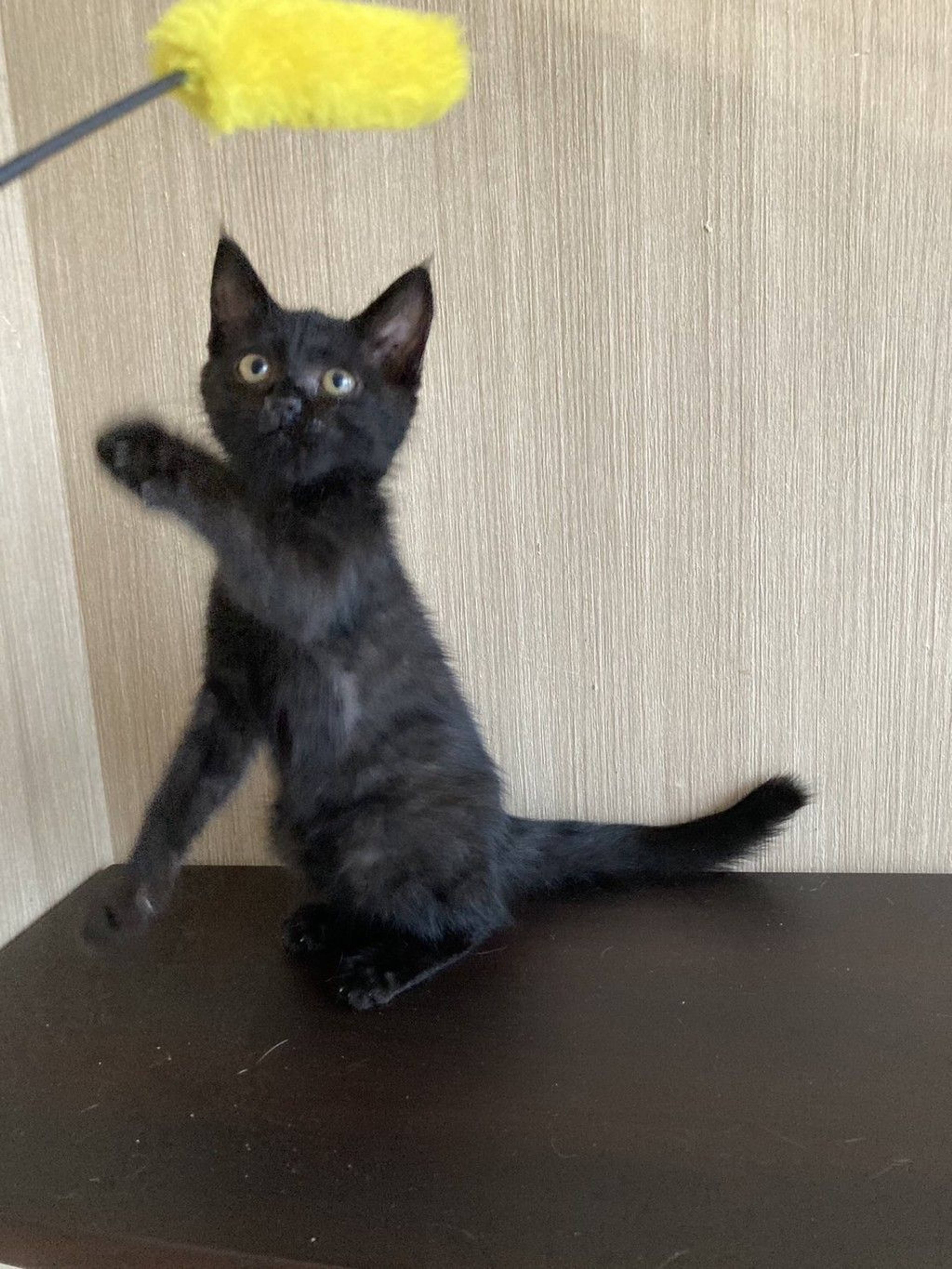 雑種（ミックス猫）・メスの里親募集の写真