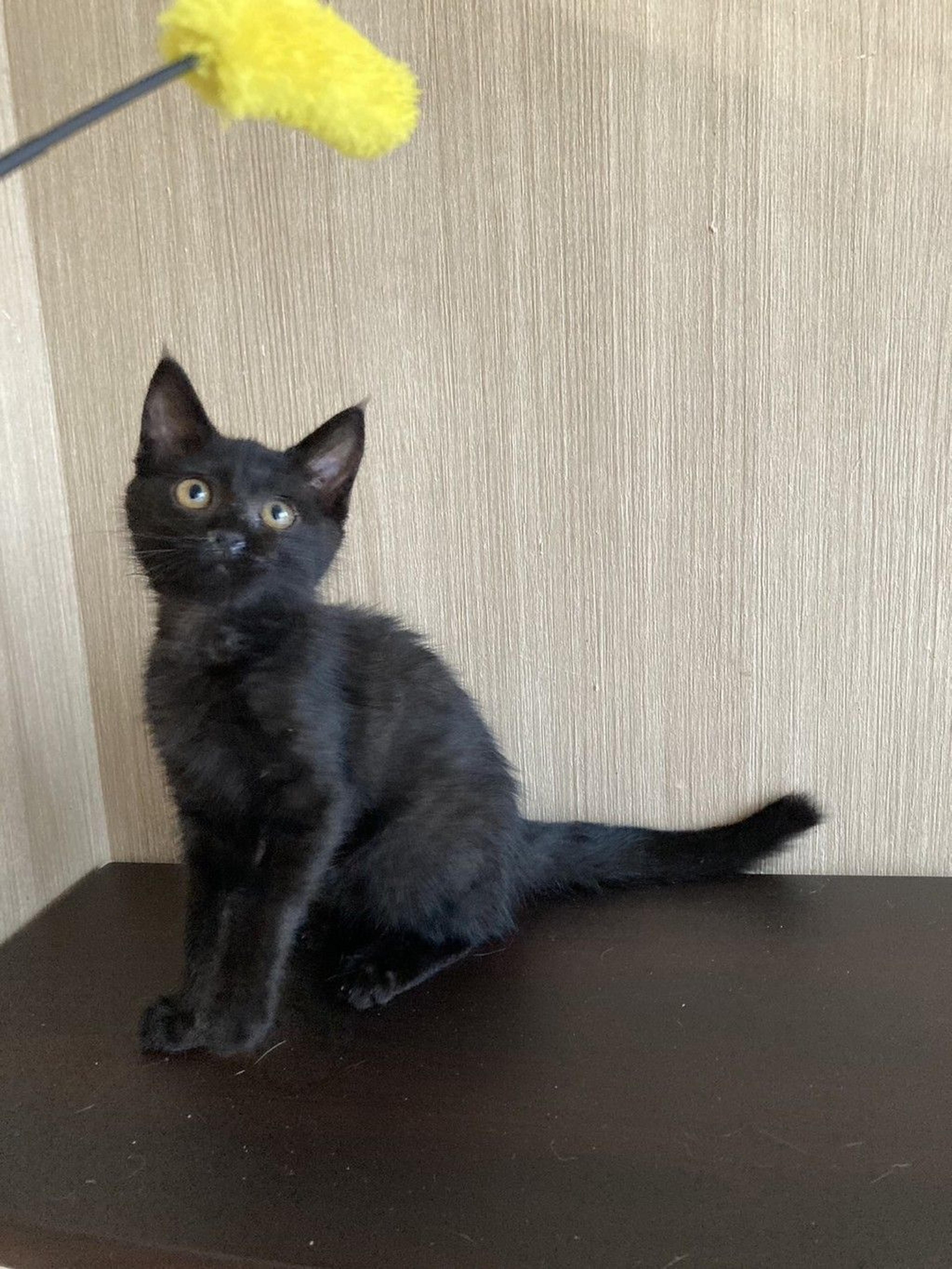 pet-image-3