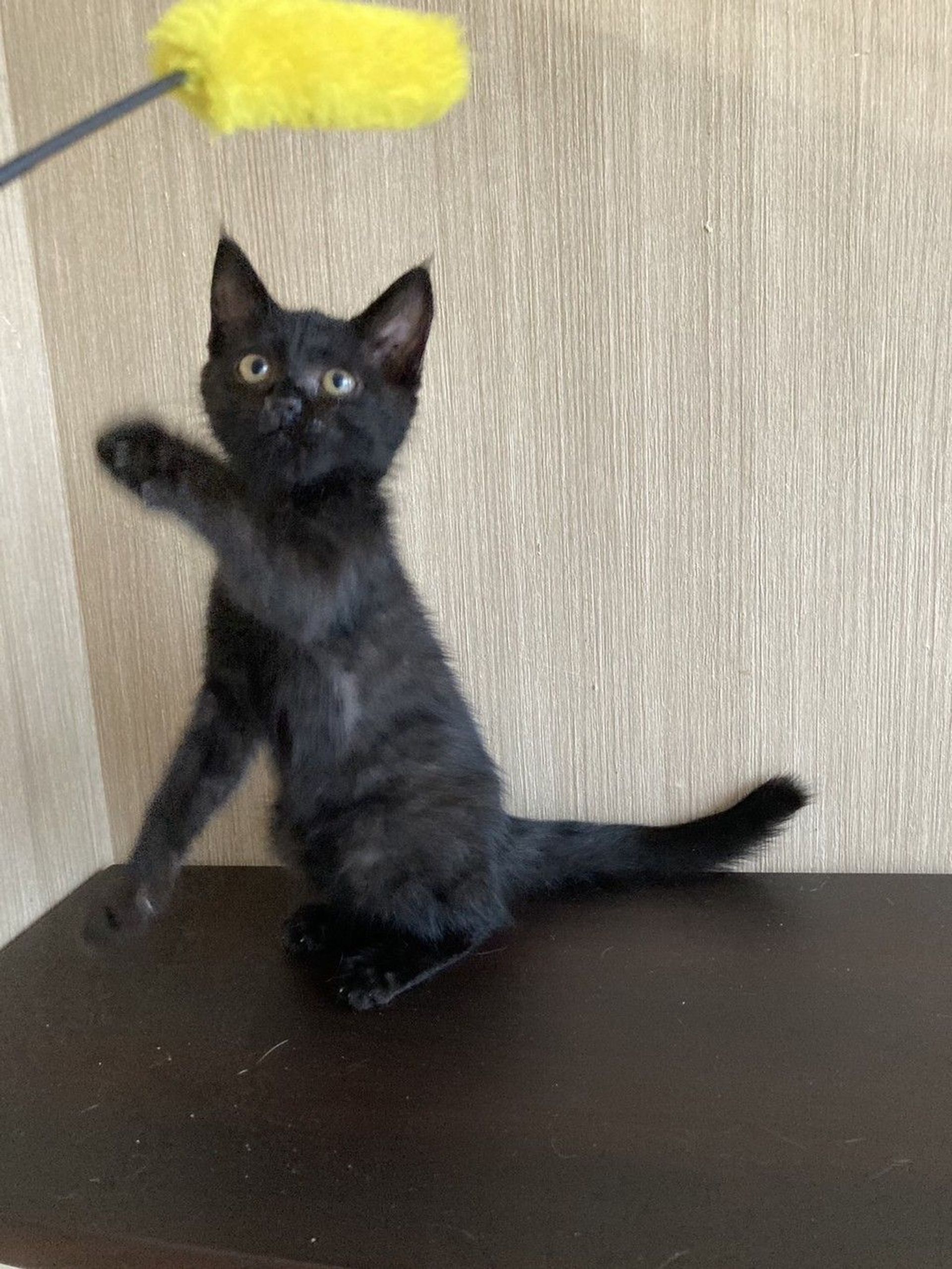 雑種（ミックス猫）・メスの里親募集の写真