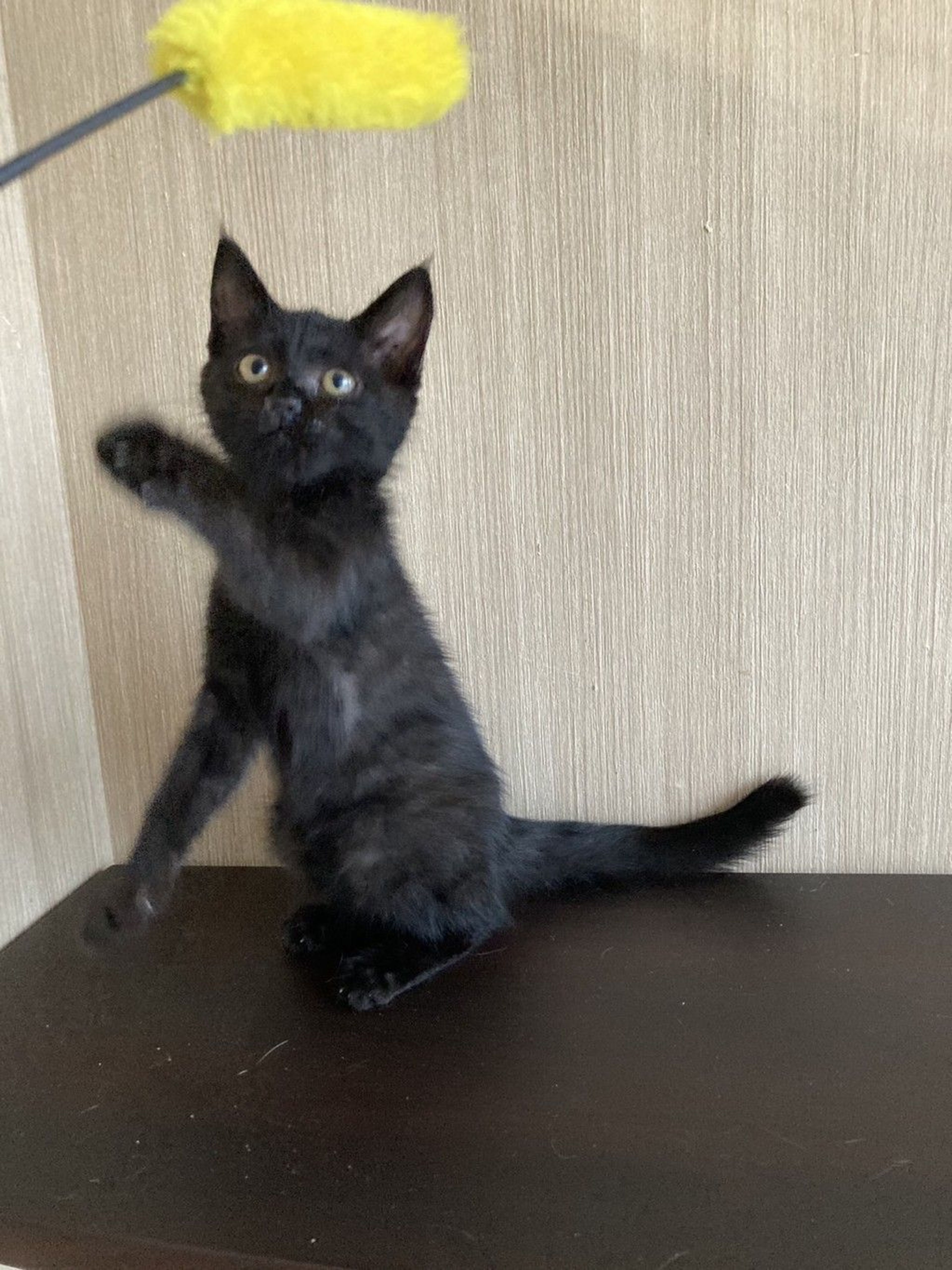 雑種（ミックス猫）・メスの里親募集の写真