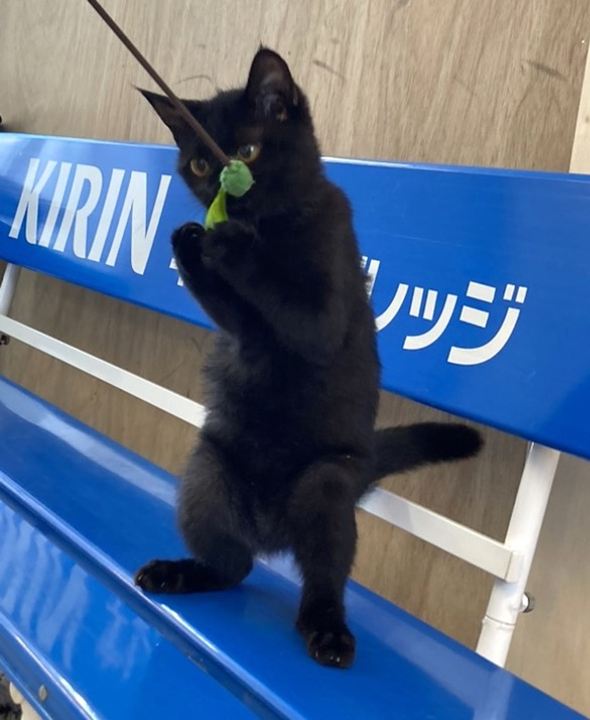 雑種（ミックス猫）・メスの里親募集の写真