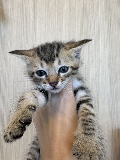 わらびの写真