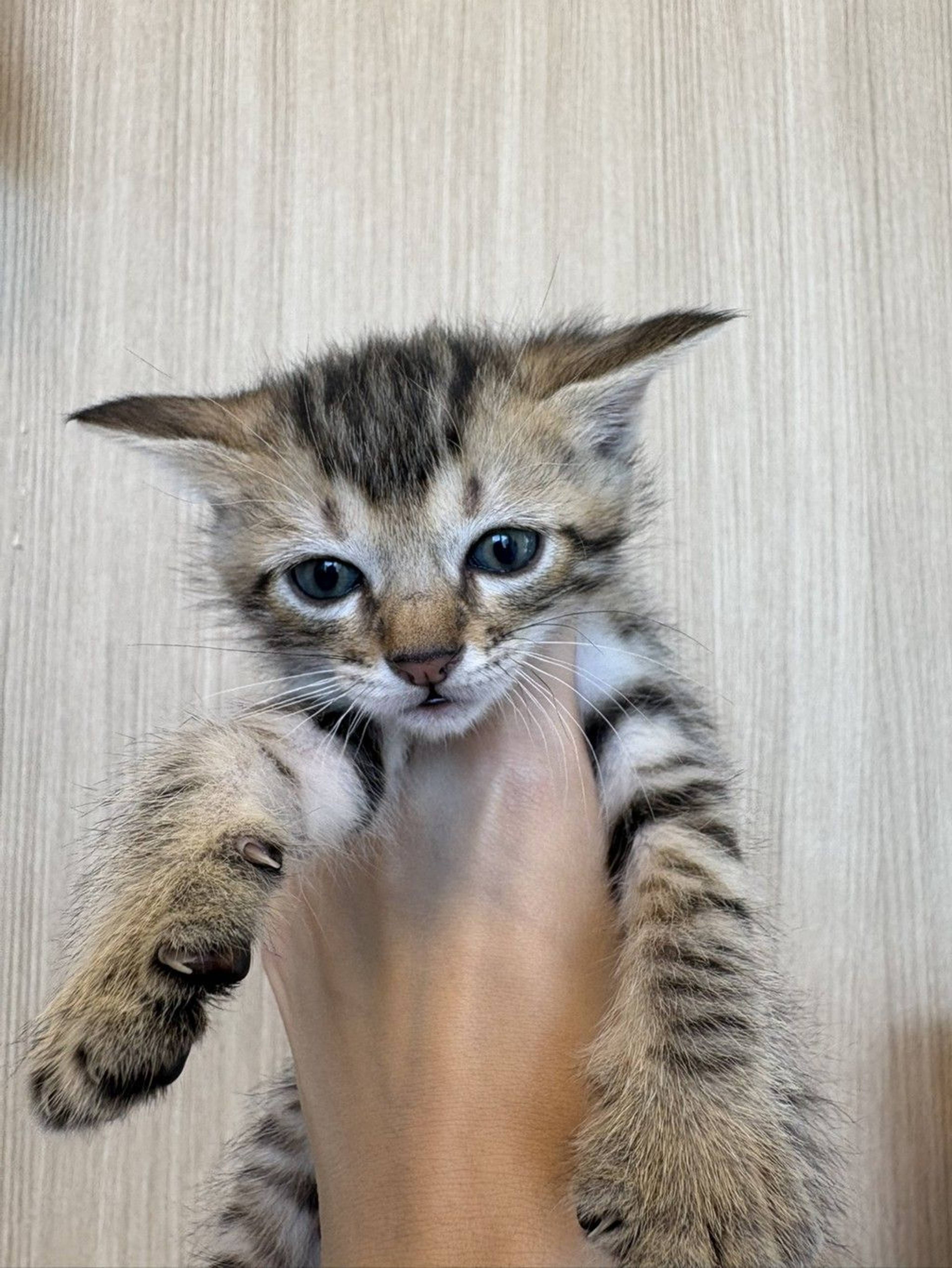雑種（ミックス猫）・オスの里親募集の写真