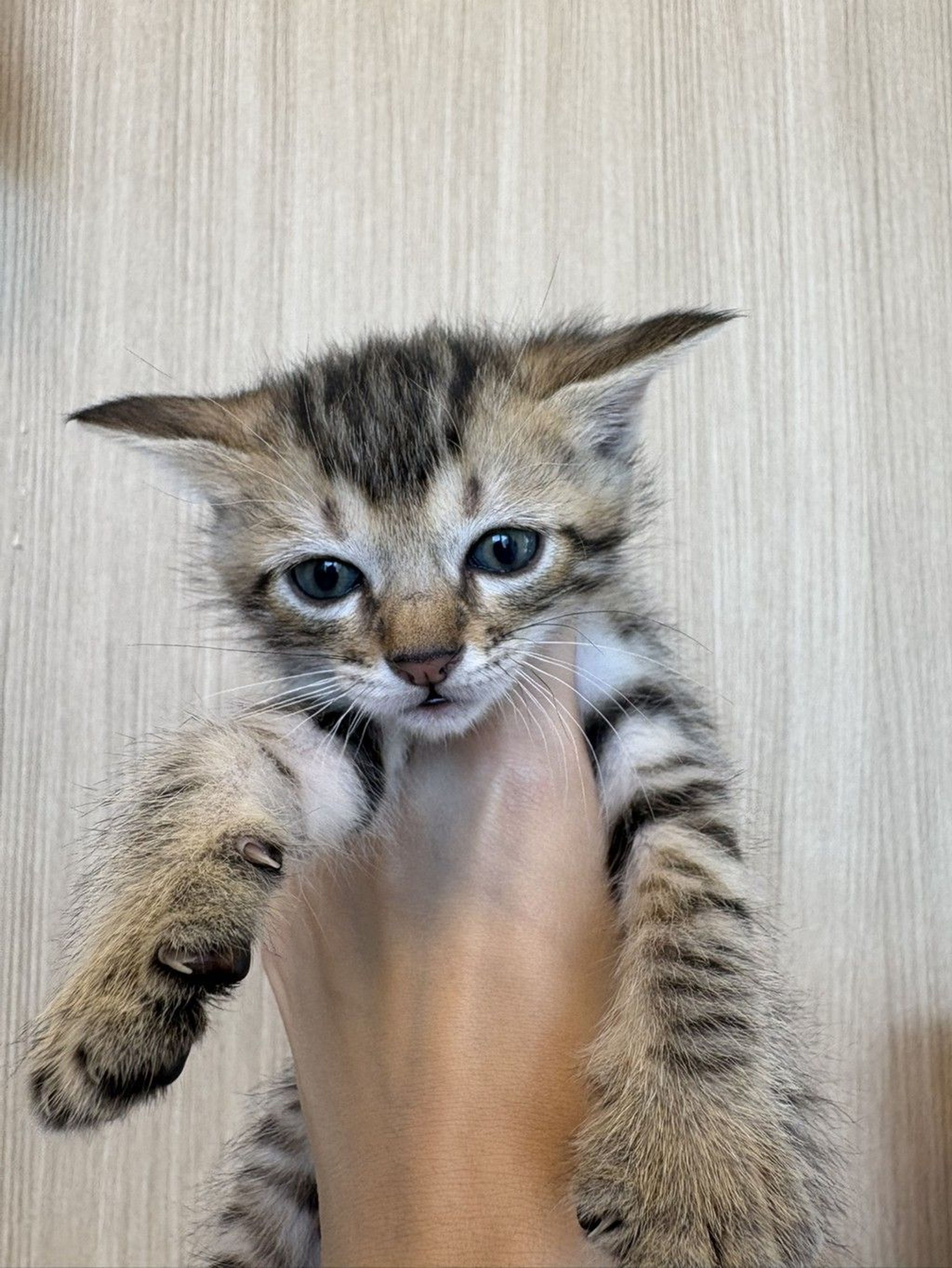 雑種（ミックス猫）・オスの里親募集の写真