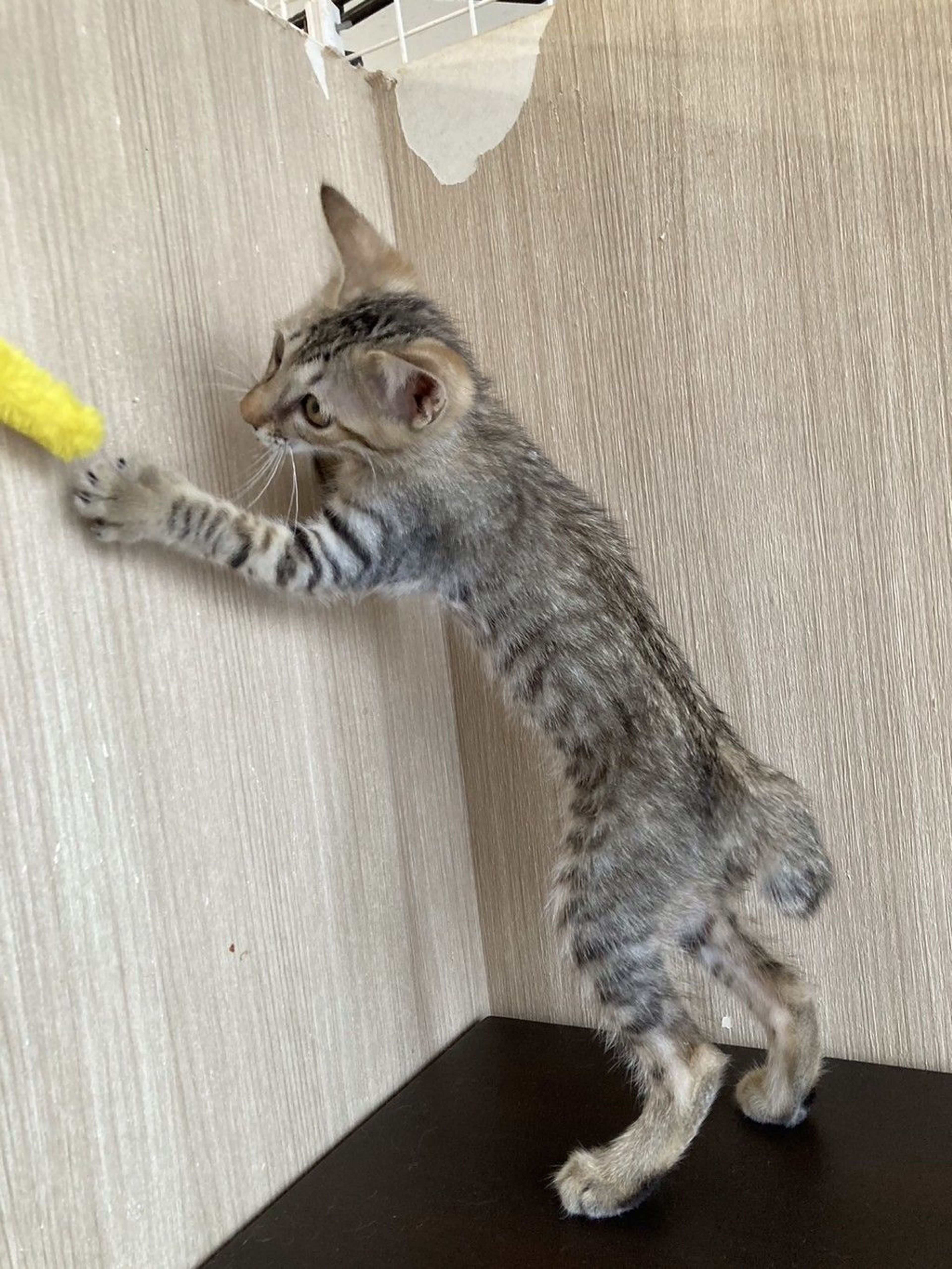 雑種（ミックス猫）・オスの里親募集の写真