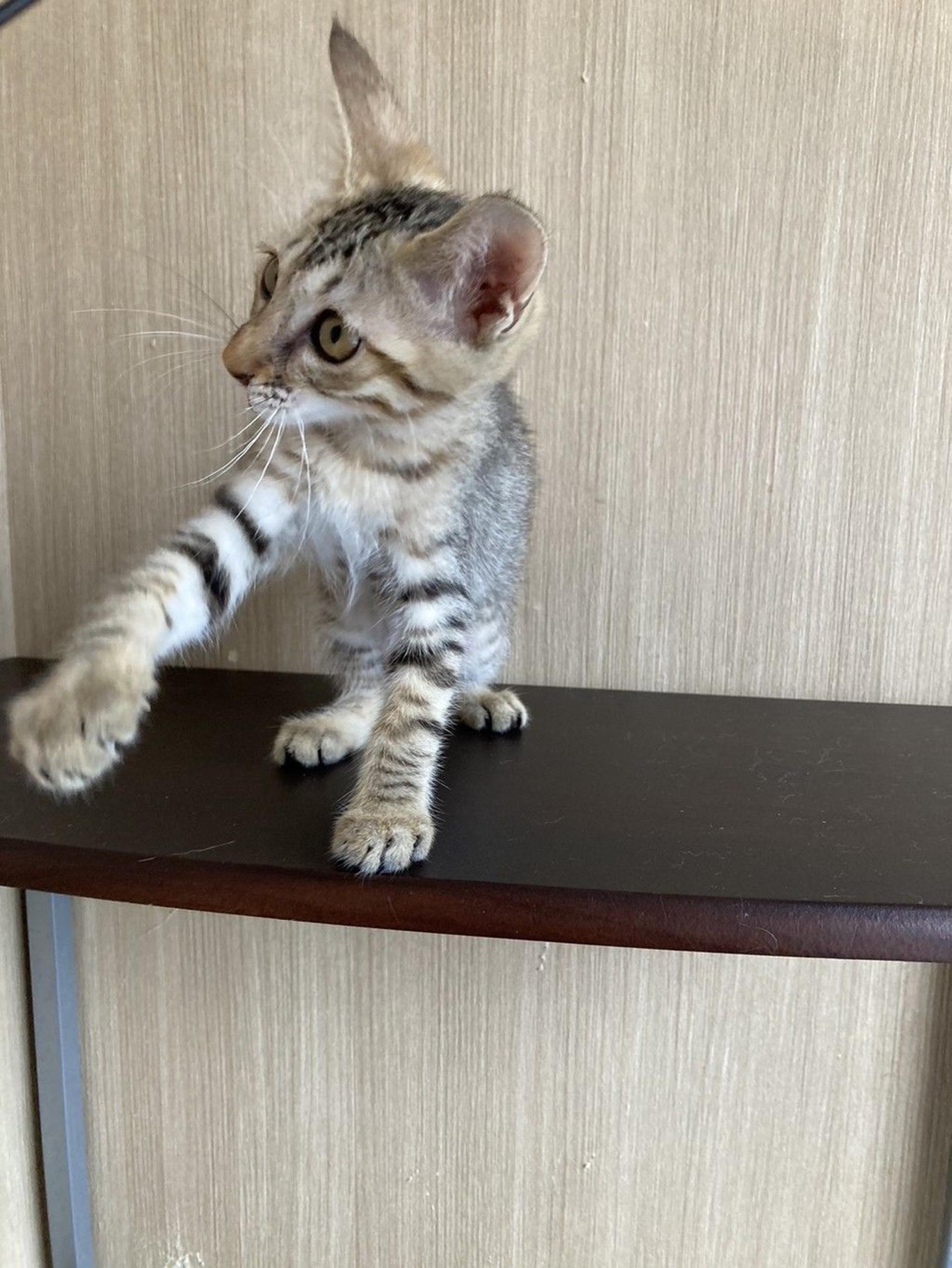 pet-image-2