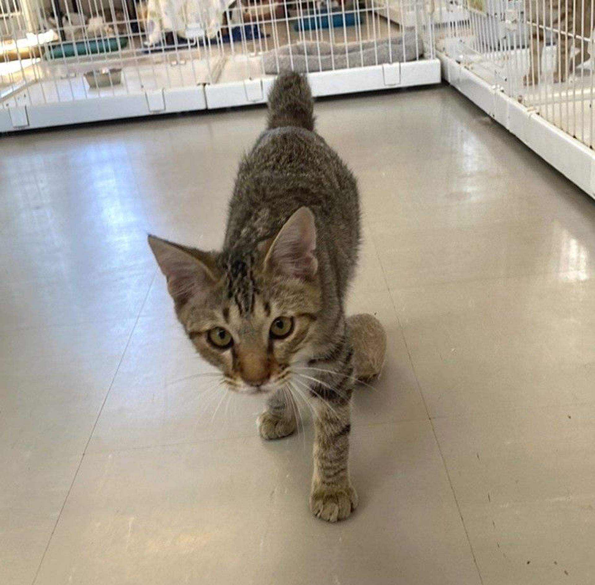 雑種（ミックス猫）・オスの里親募集の写真
